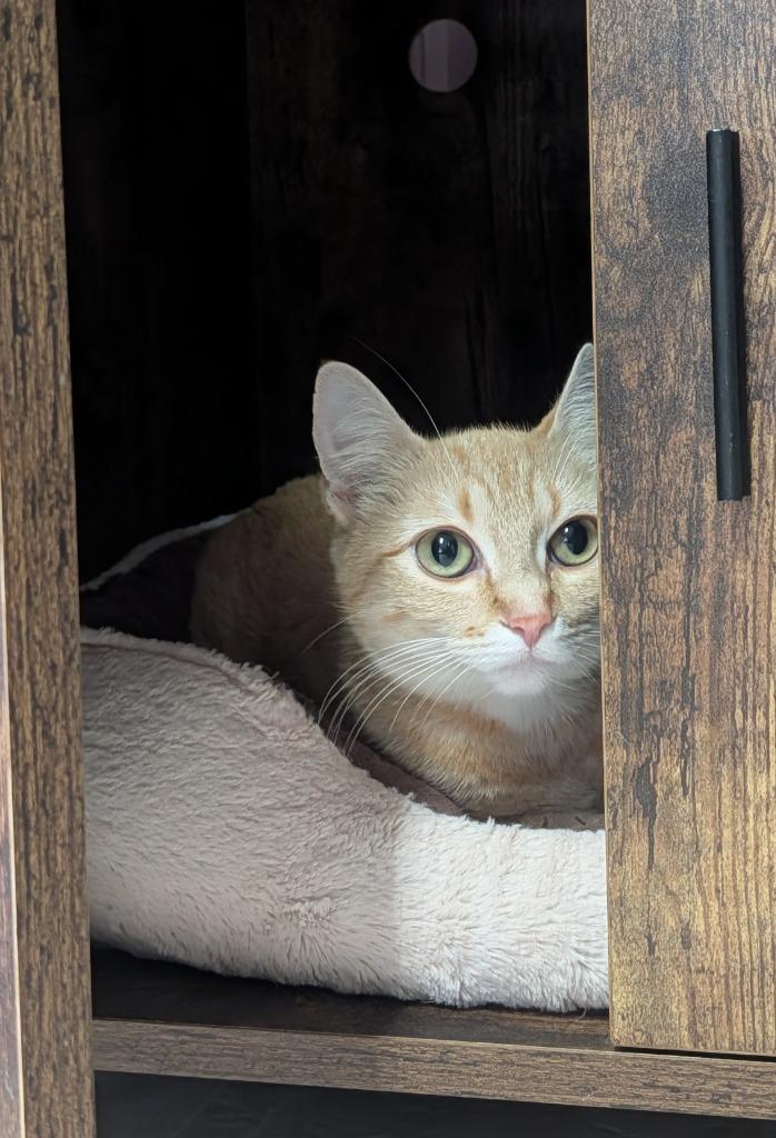 Enlarge Mama Clementine, a Adoptable mixed breed in Shelton, WA image 2/4