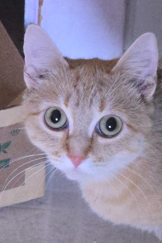 Enlarge Mama Clementine, a Adoptable mixed breed in Shelton, WA image 3/4