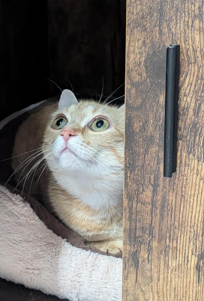 Enlarge Mama Clementine, a Adoptable mixed breed in Shelton, WA image 4/4