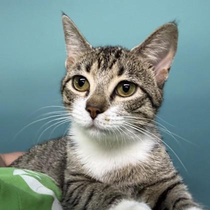 Enlarge Popple (PetSmart Manhattan), a Adoptable mixed breed in New Orleans, LA image 1/1