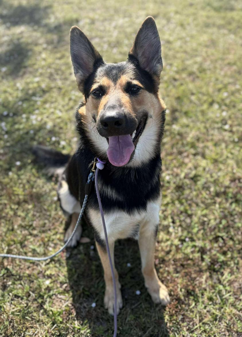 Enlarge Maverick, a Adoptable German Shepherd Dog in Osteen, FL image 1/3