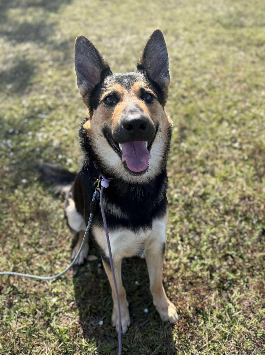 Enlarge Maverick, a Adoptable German Shepherd Dog in Osteen, FL image 2/3