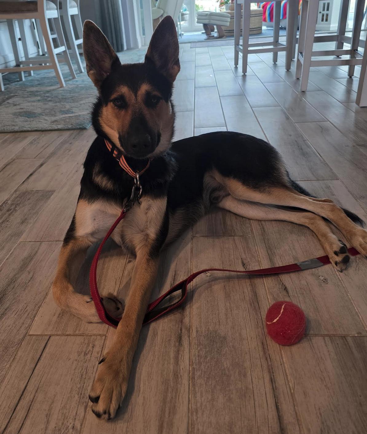 Maverick, a Adoptable German Shepherd Dog in Osteen, FL image 2/3