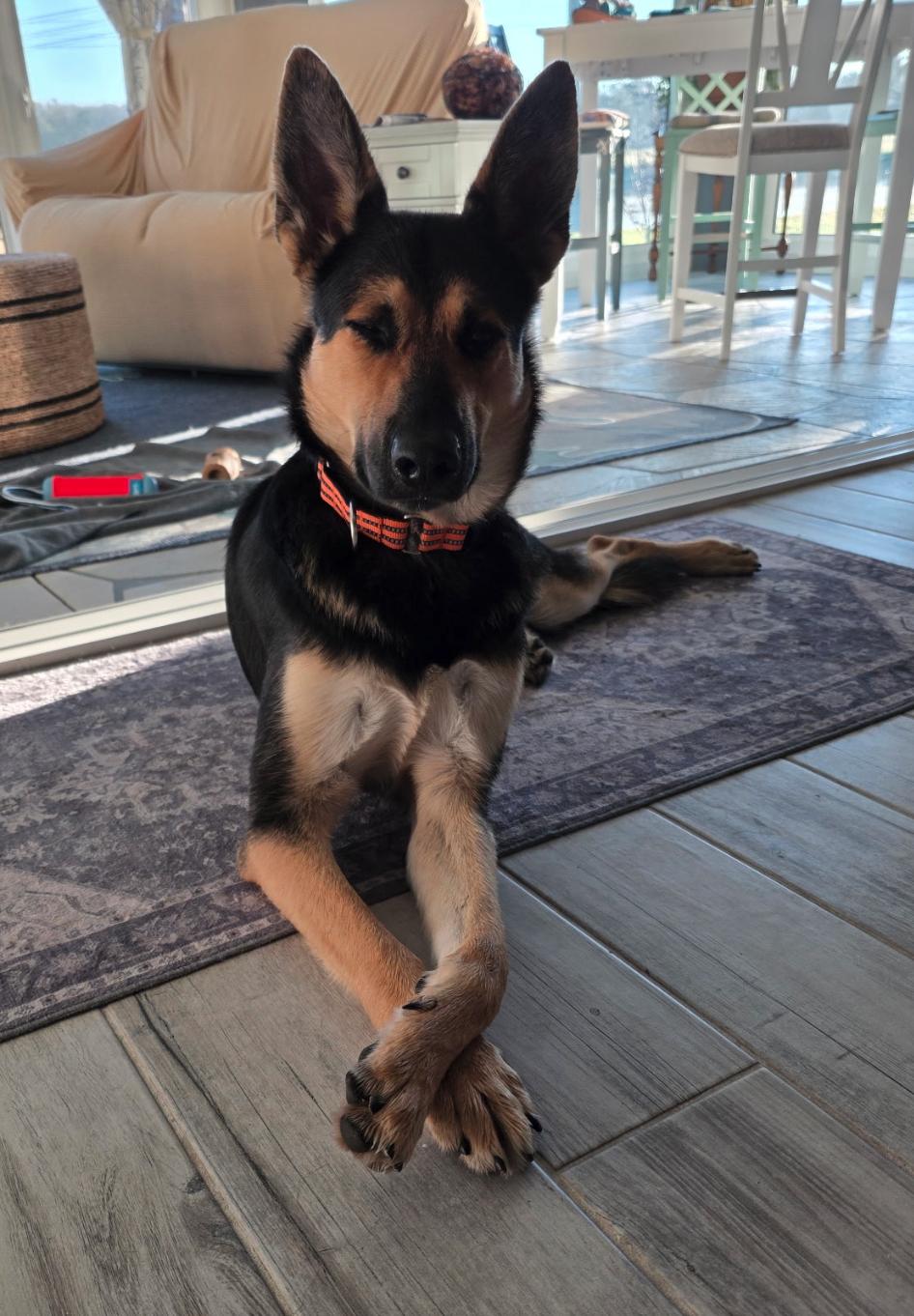 Maverick, Adoptable, Adult Male German Shepherd Dog.
