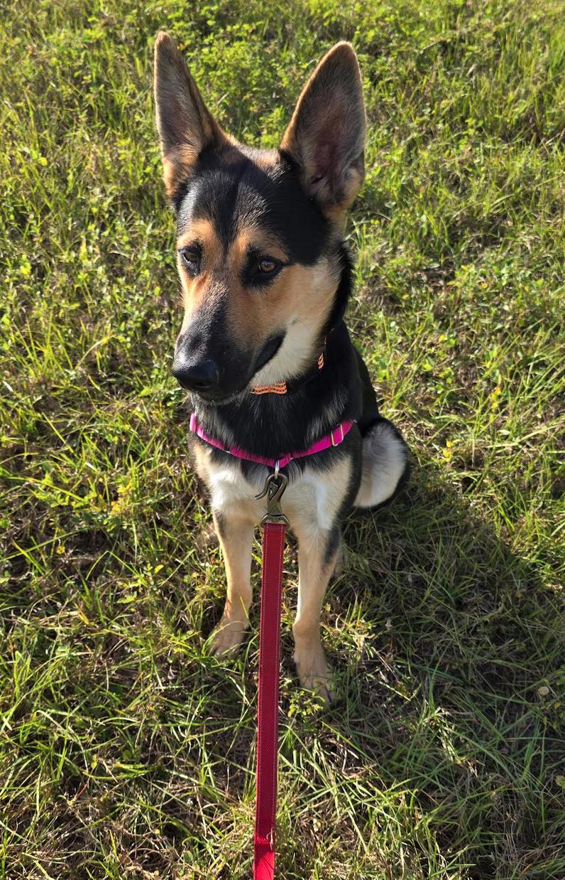 Enlarge Maverick, a Adoptable German Shepherd Dog in Osteen, FL image 2/3