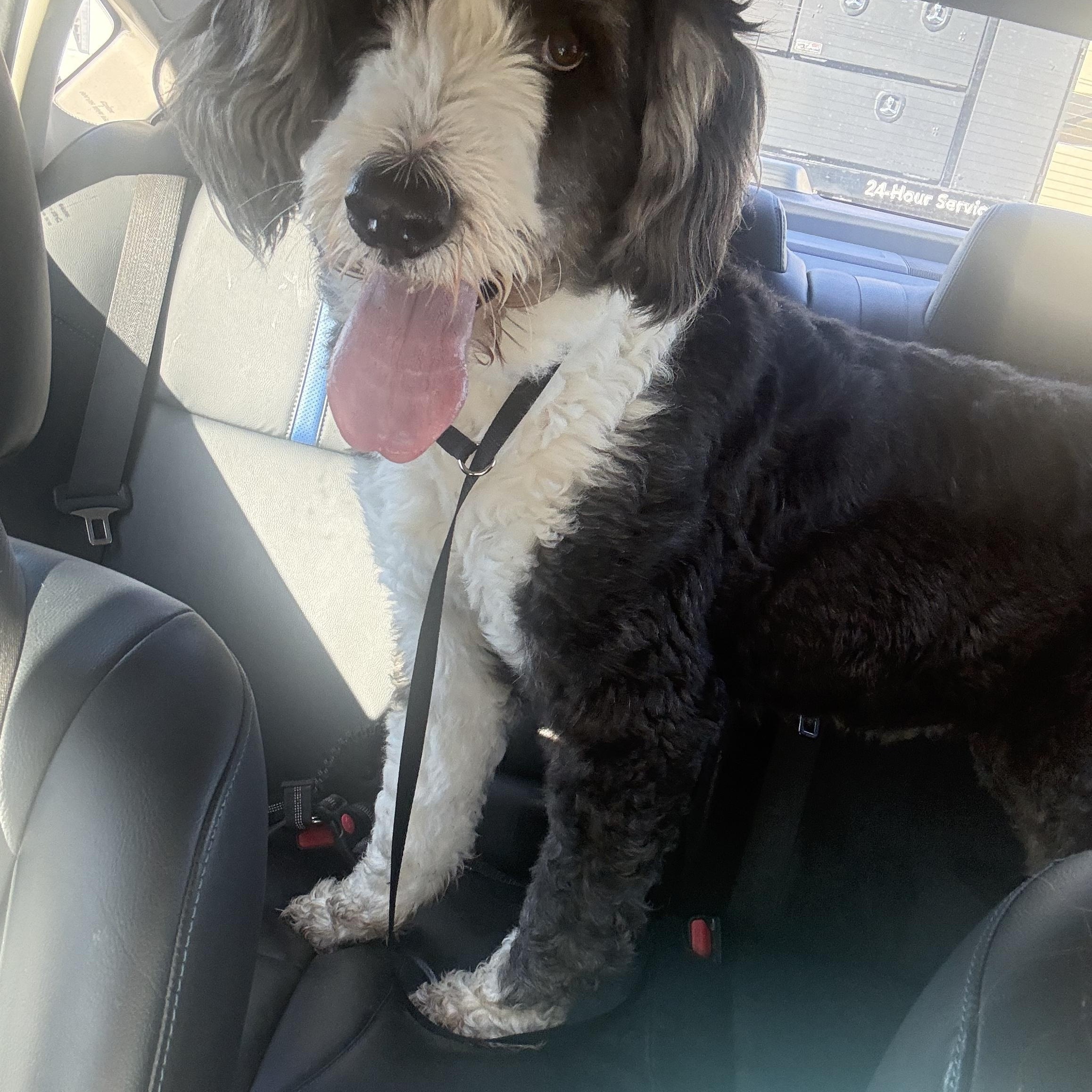Rain, an adopted Bernedoodle in Spring, TX image 1/2