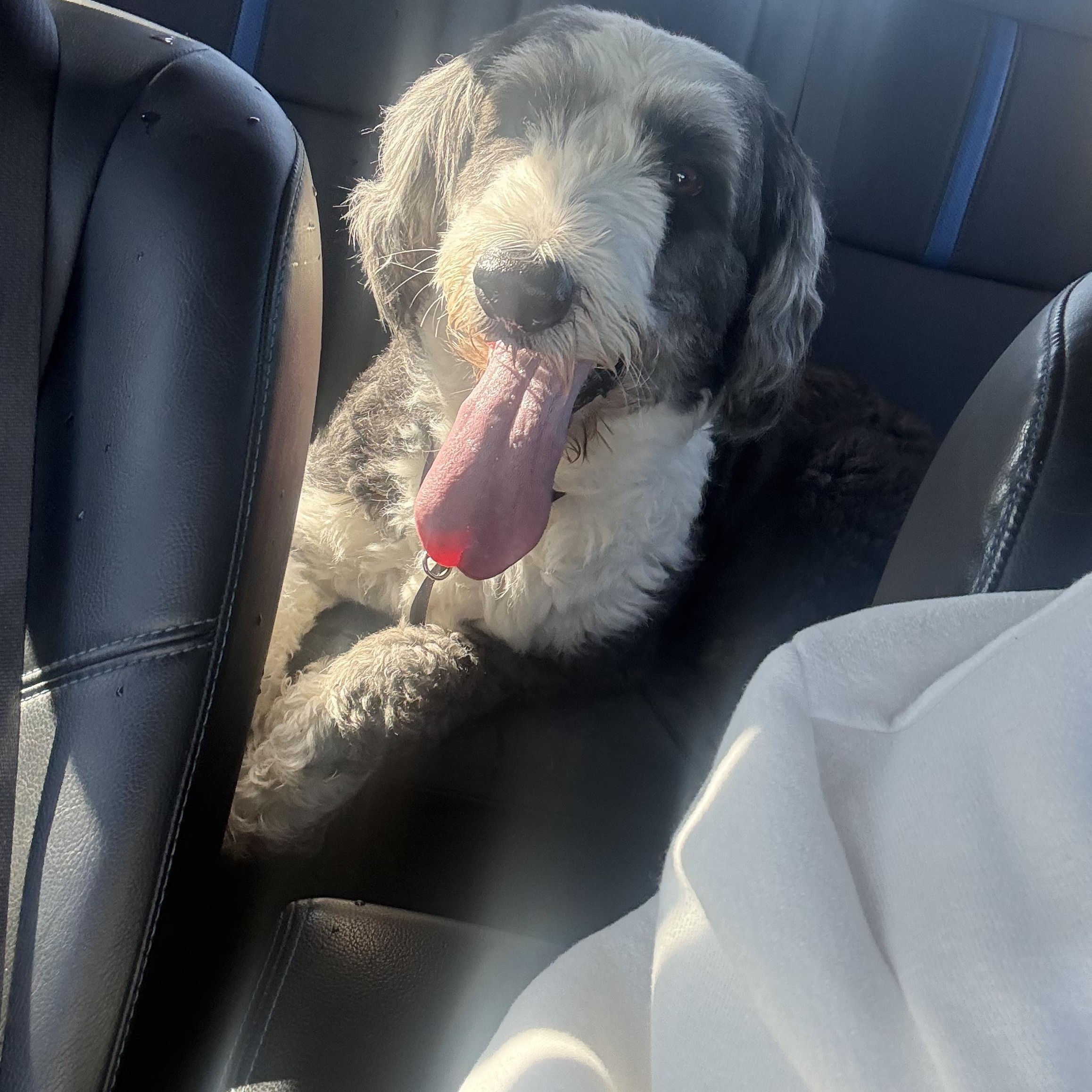 Rain, an adopted Bernedoodle in Spring, TX image 2/2