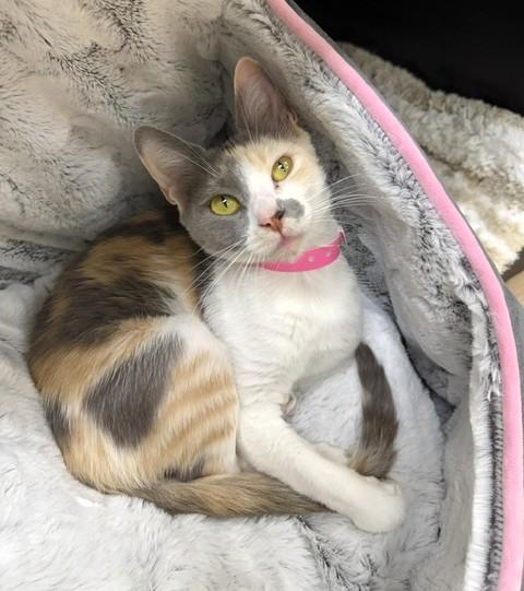 Lilac, adopted, Adult Female Domestic Short Hair.