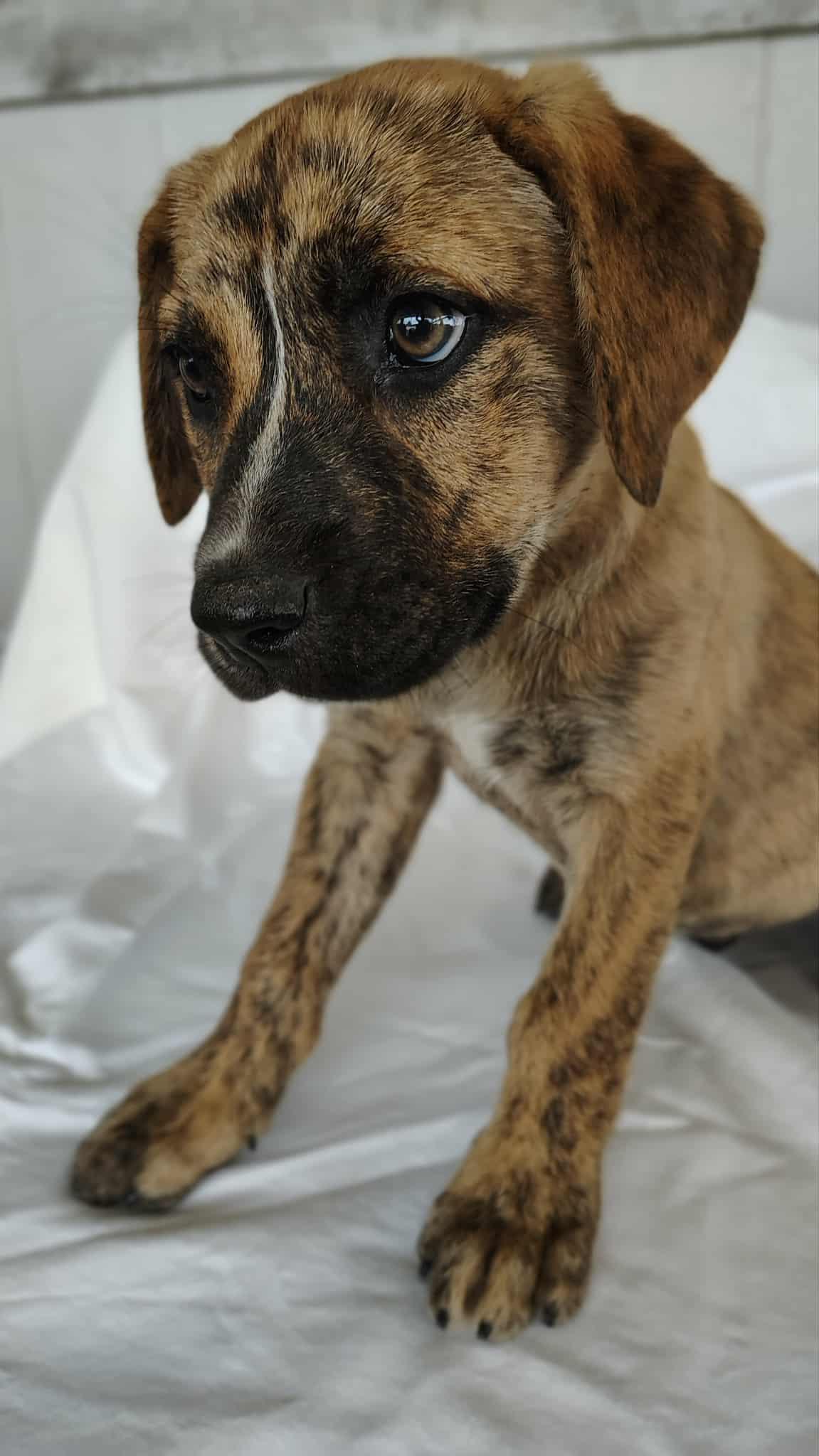 Kona, adopted, Puppy Male German Shepherd Dog & Labrador Retriever.