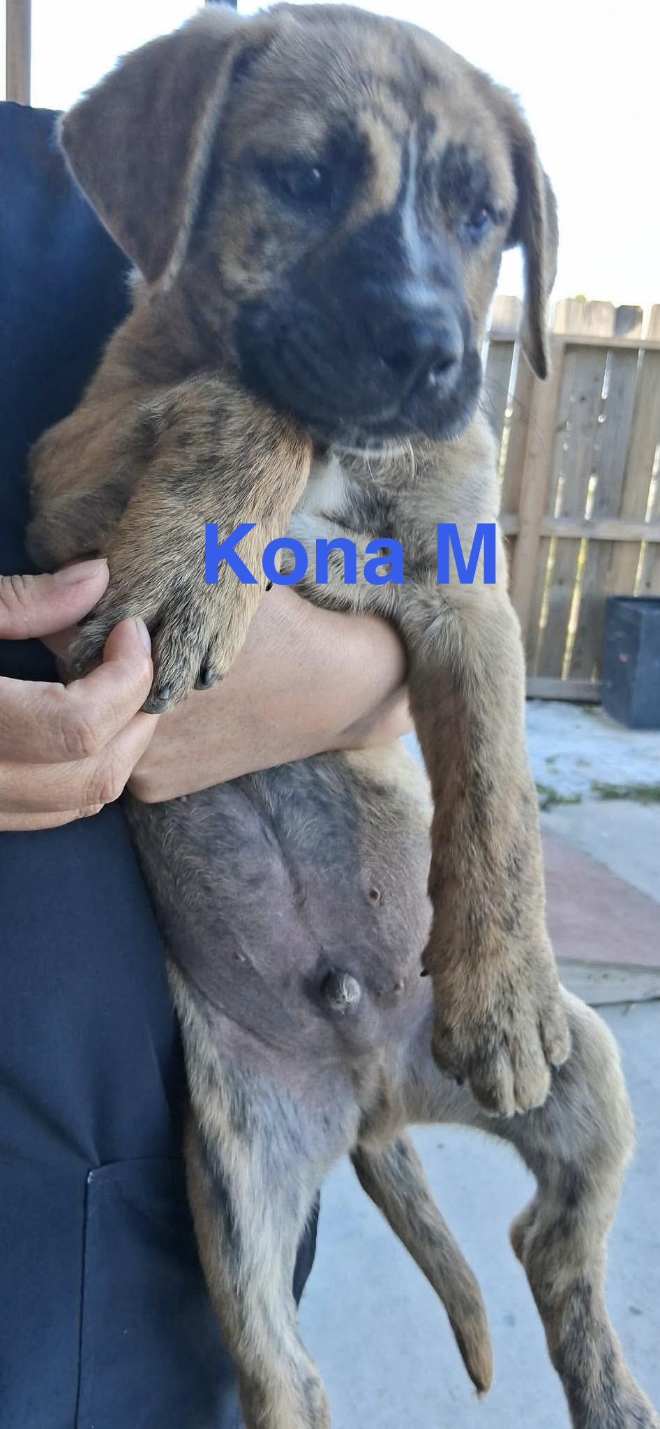 Kona, an adopted mixed breed in Barkhamsted, CT image 2/3