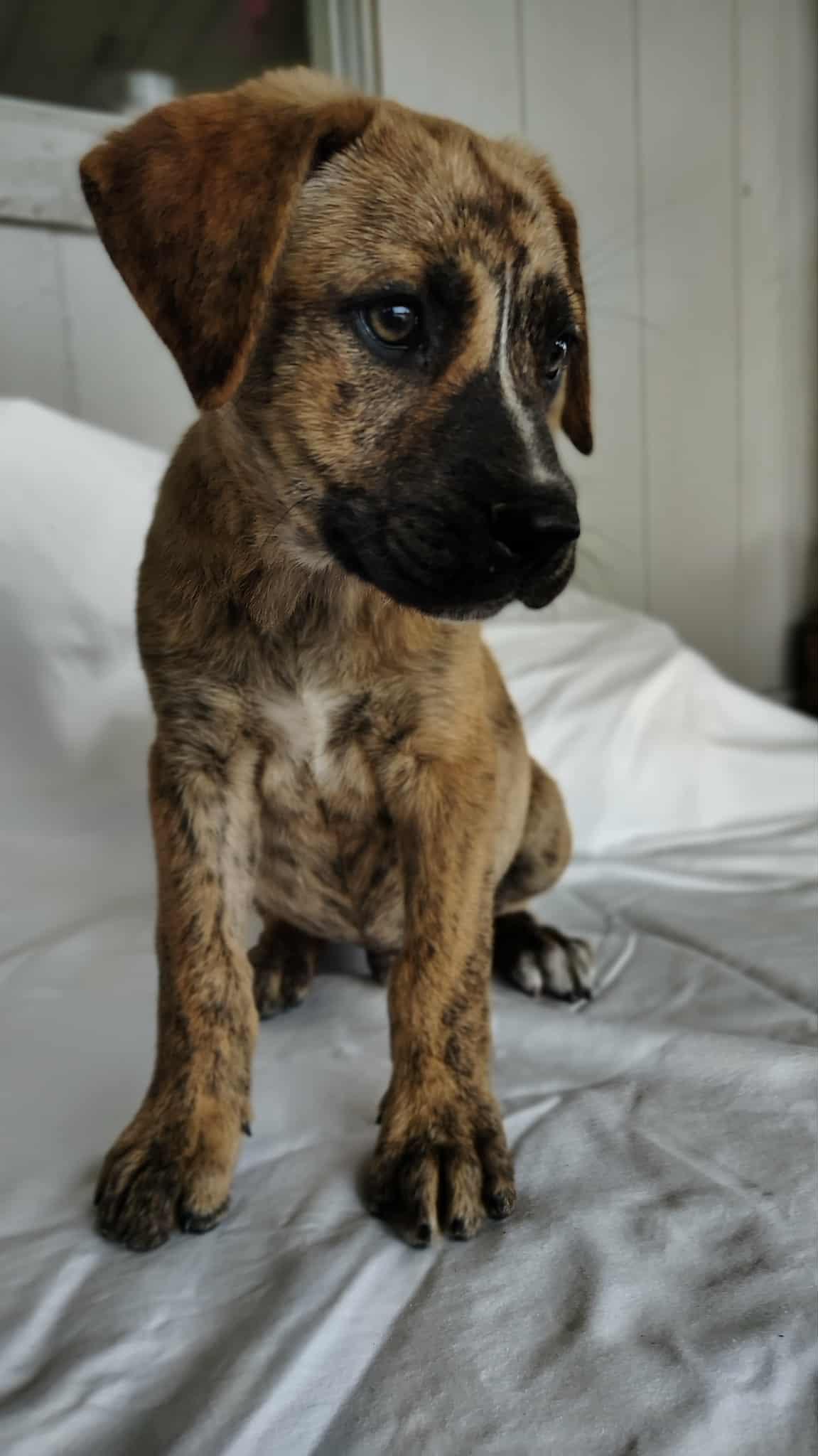 Kona, an adopted mixed breed in Barkhamsted, CT image 3/3