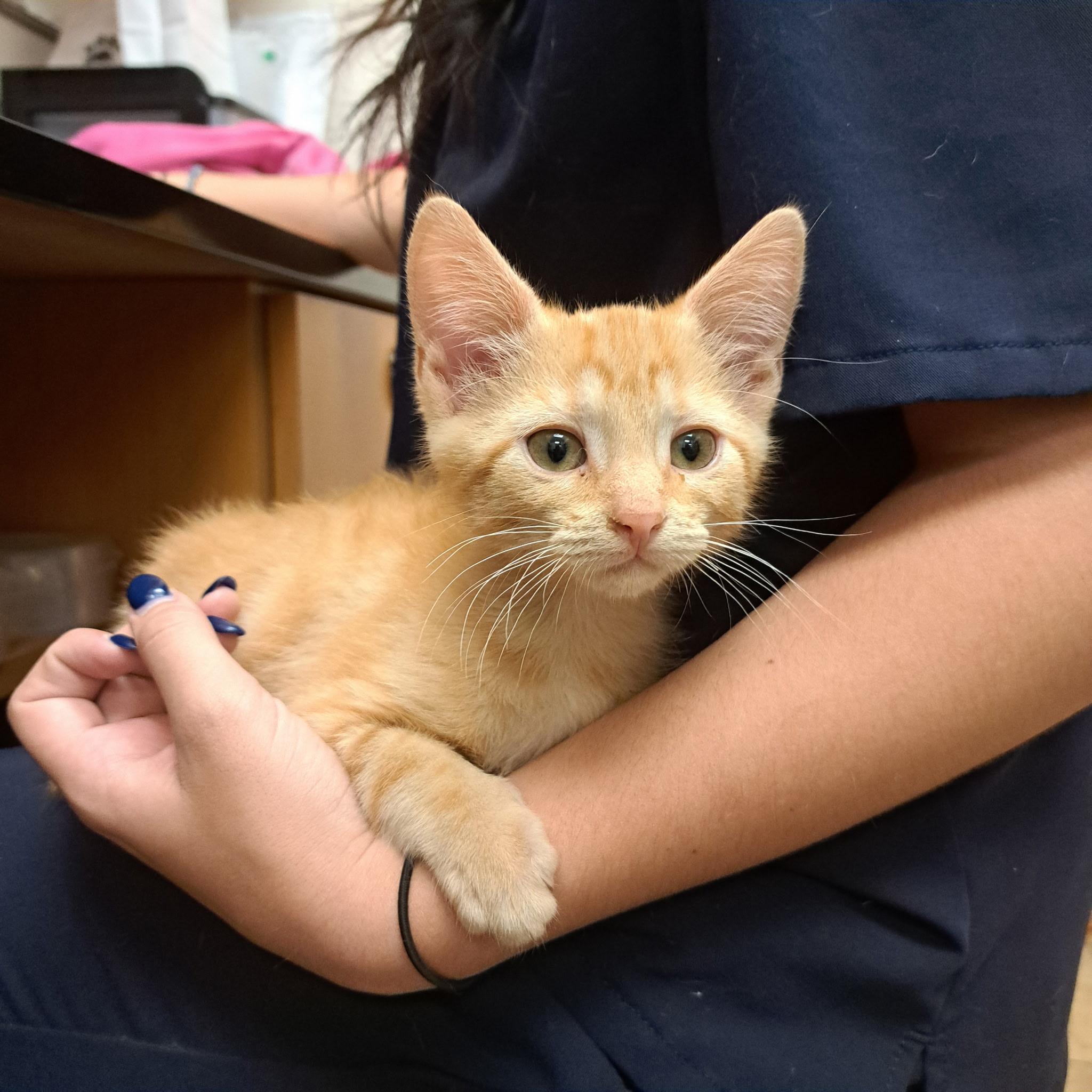 Ares, adoptable, Kitten Male Domestic Short Hair.