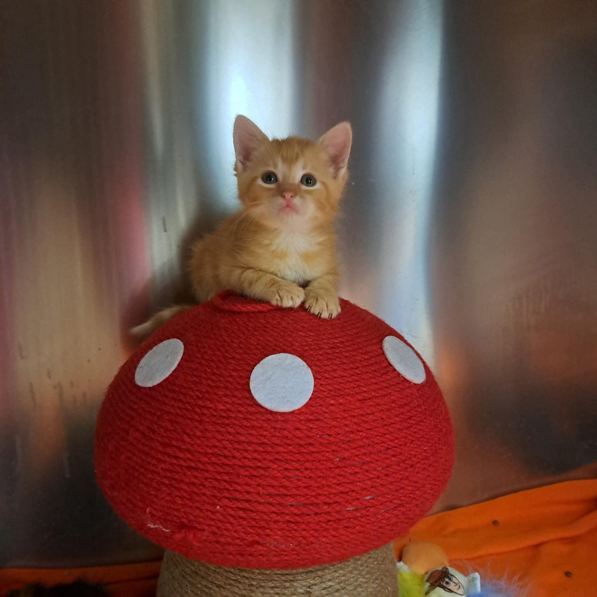 Ares, an adoptable Domestic Short Hair in queen creek, AZ image 2/2