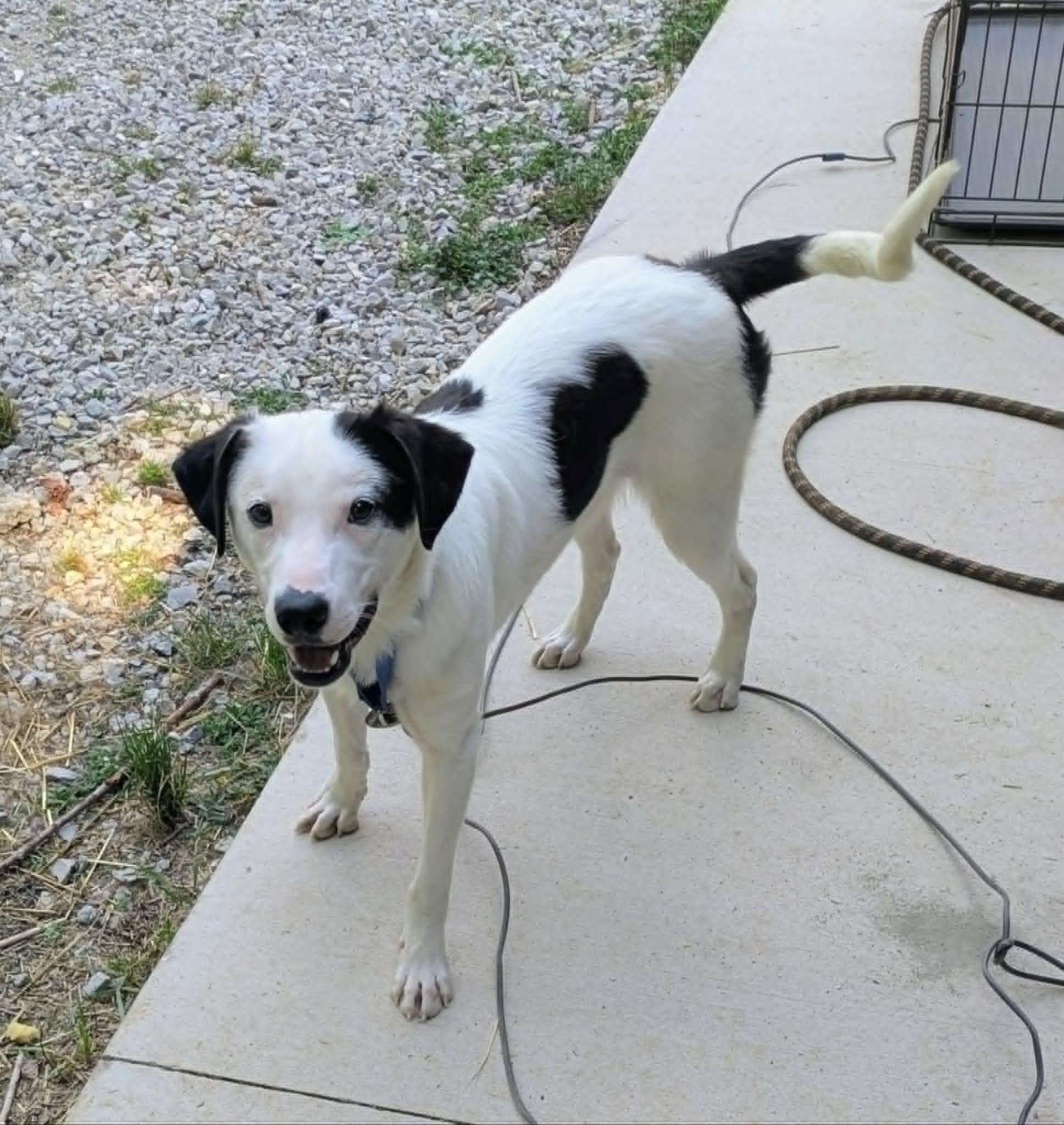 Marty, a ADOPTABLE mixed breed in Hilham, TN image 5/6