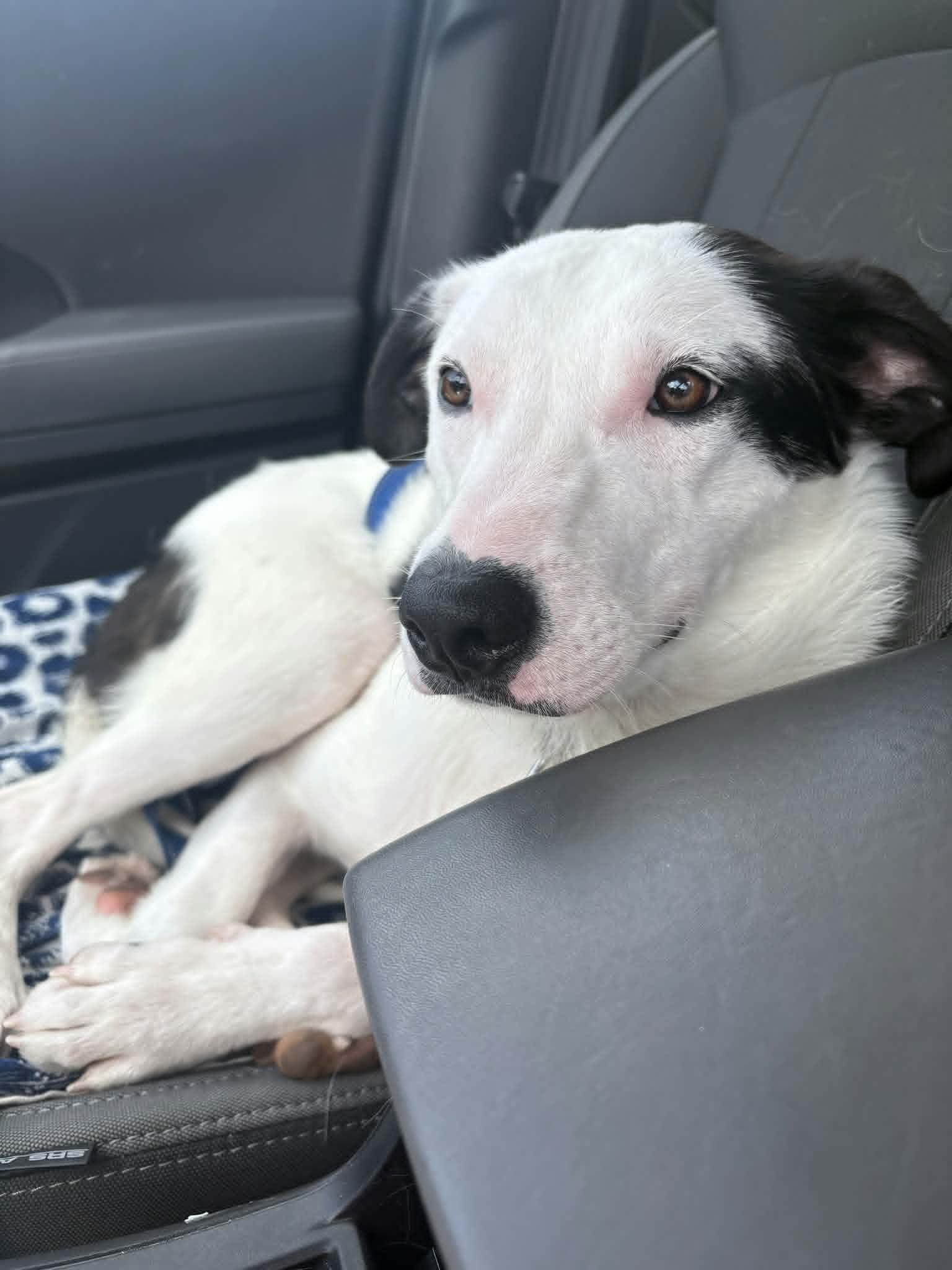 Marty, a ADOPTABLE mixed breed in Hilham, TN image 2/6
