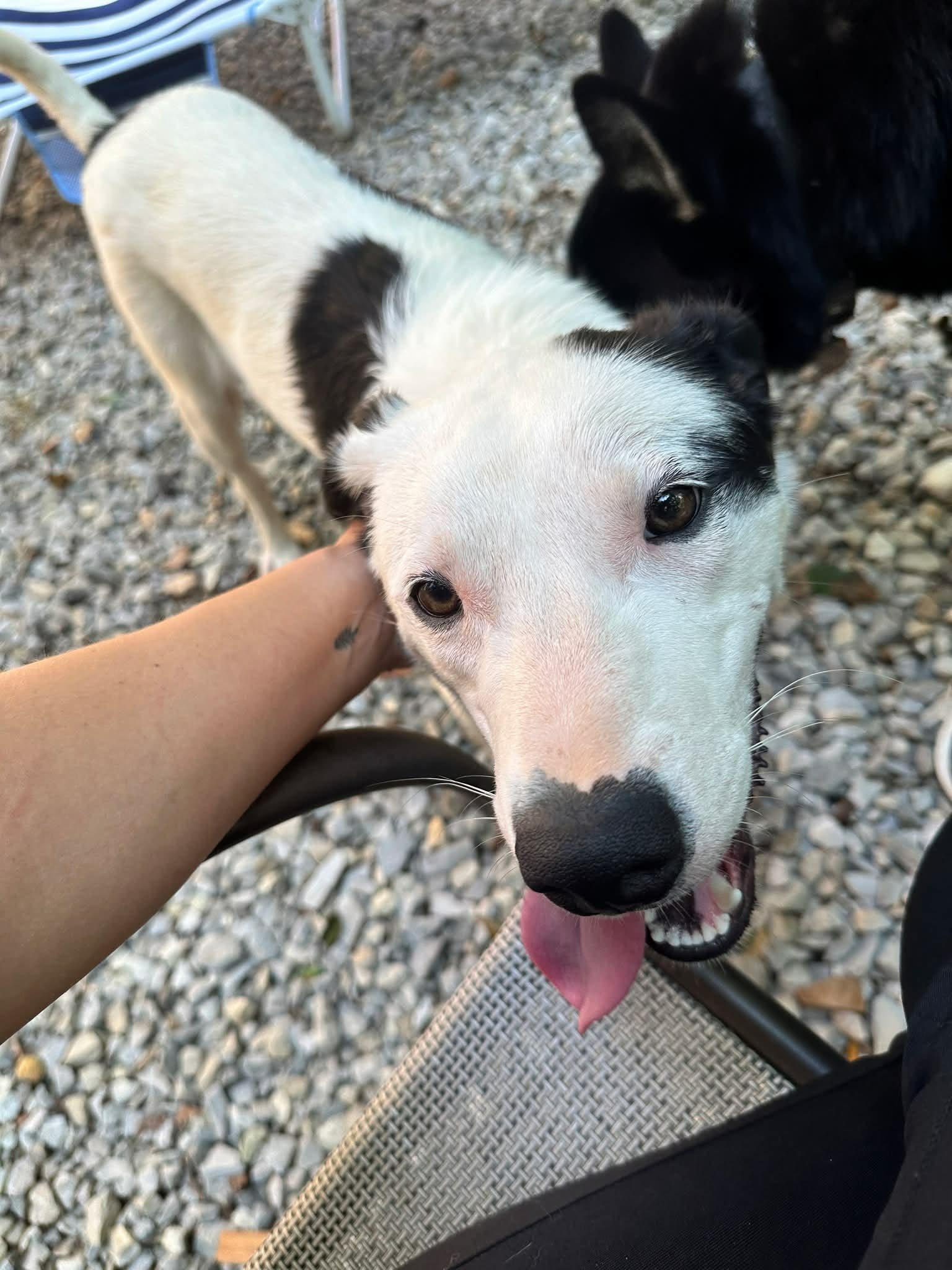 Marty, a ADOPTABLE mixed breed in Hilham, TN image 4/6