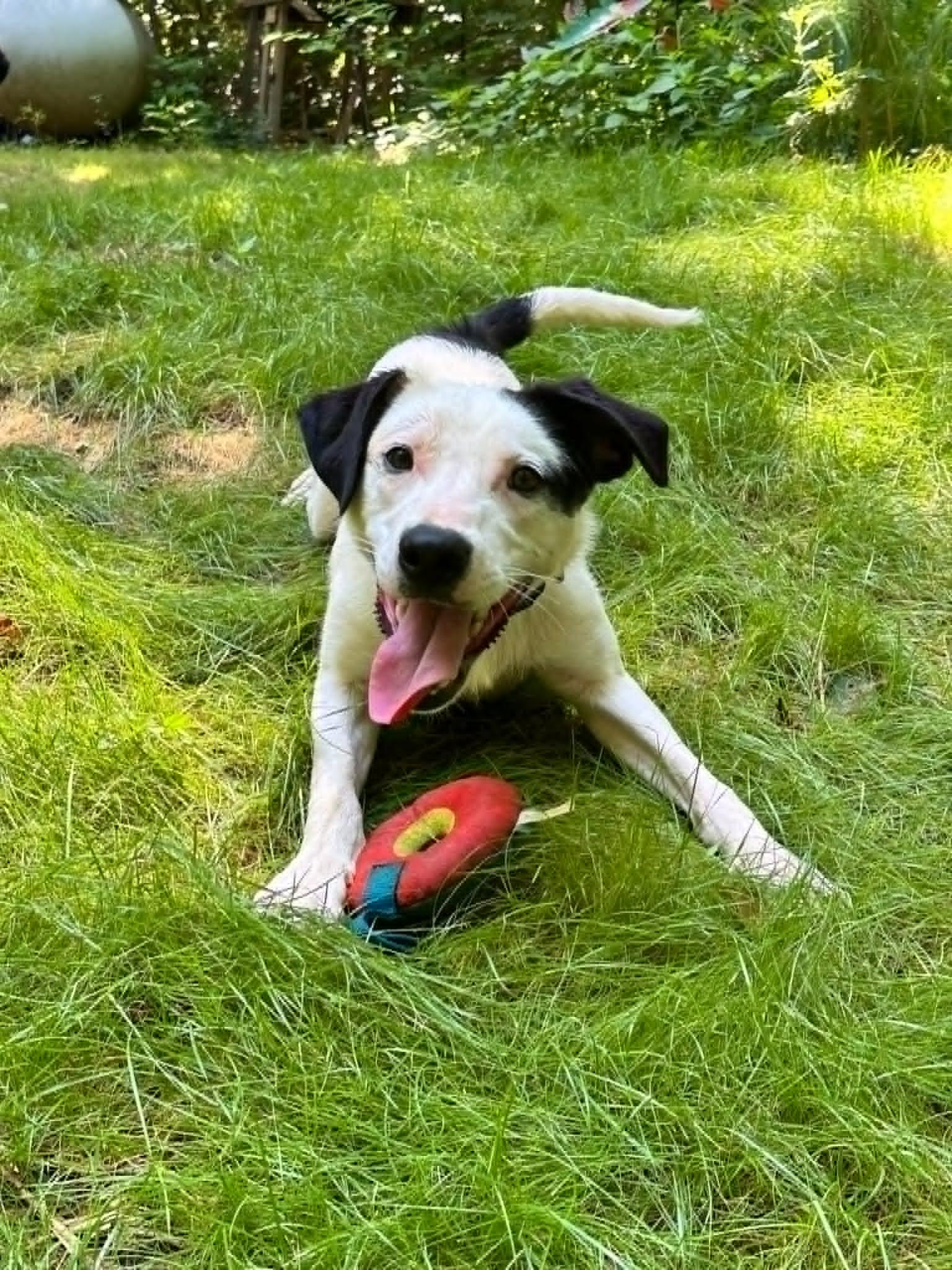 Marty, ADOPTABLE, Young Male Border Collie.