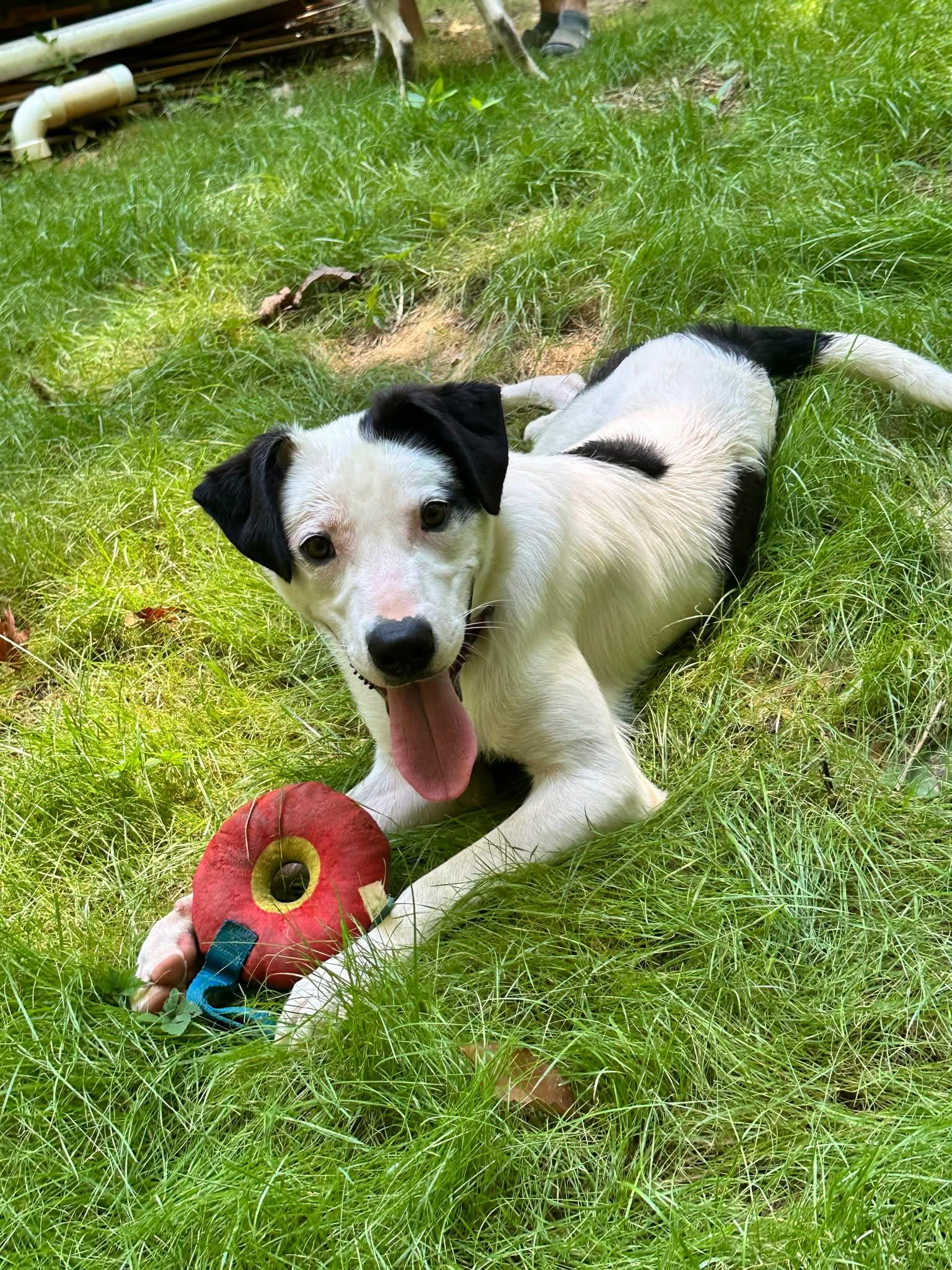 Marty, a ADOPTABLE mixed breed in Hilham, TN image 3/6