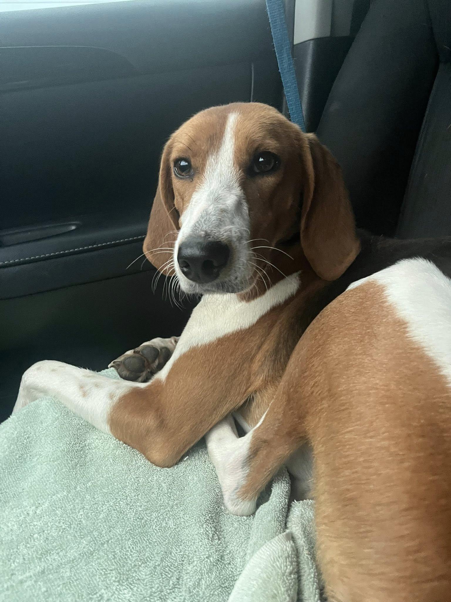 Enlarge Ladybird, a other Treeing Walker Coonhound in Wilmington, NC image 4/4