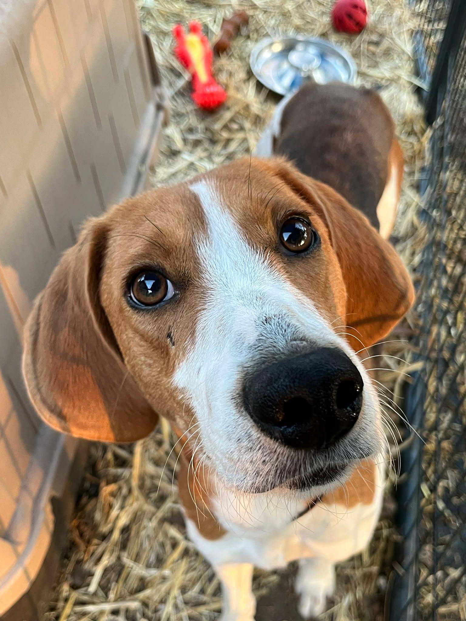 Enlarge Ladybird, a other Treeing Walker Coonhound in Wilmington, NC image 1/4