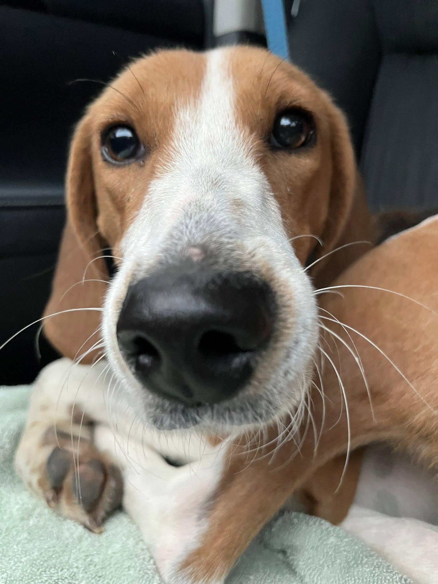Enlarge Ladybird, a other Treeing Walker Coonhound in Wilmington, NC image 3/4