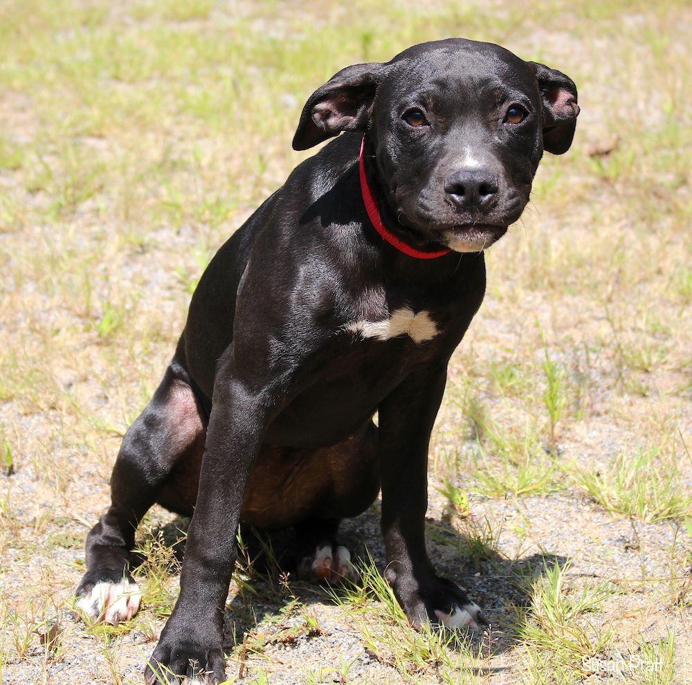 Jolene, a Adoptable mixed breed in Bedford, VA image 2/6