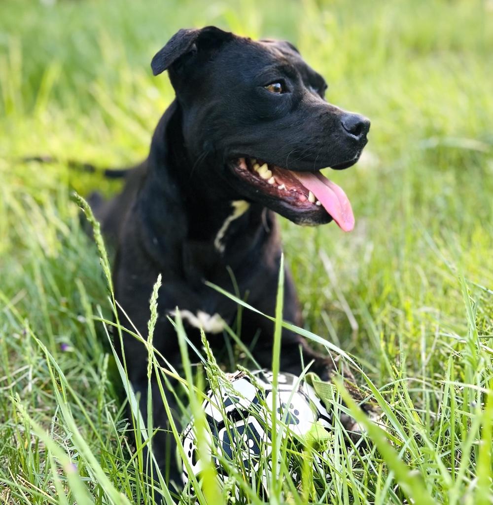 Jolene, a Adoptable mixed breed in Bedford, VA image 6/6