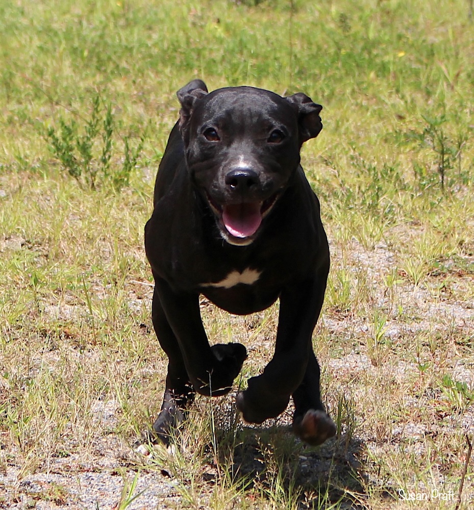 Jolene, a Adoptable mixed breed in Bedford, VA image 3/6
