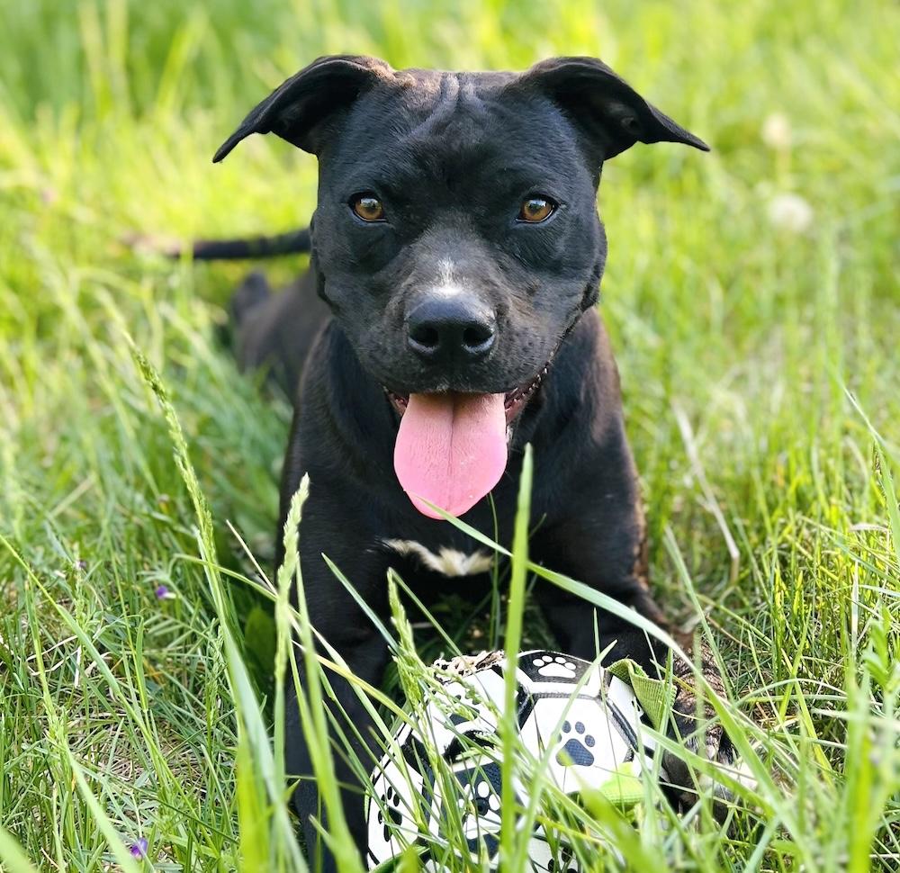 Jolene, Young Female Terrier