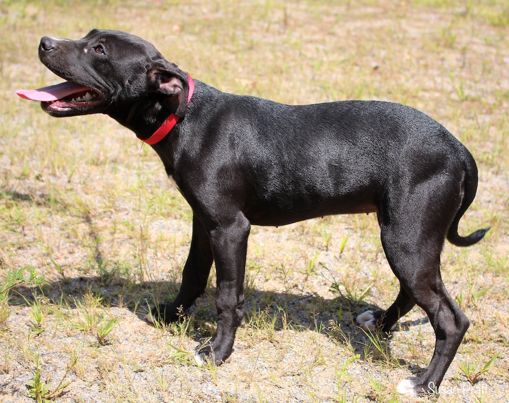 Jolene, a Adoptable mixed breed in Bedford, VA image 4/6