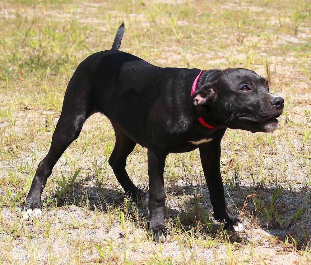 Jolene, a Adoptable mixed breed in Bedford, VA image 5/6
