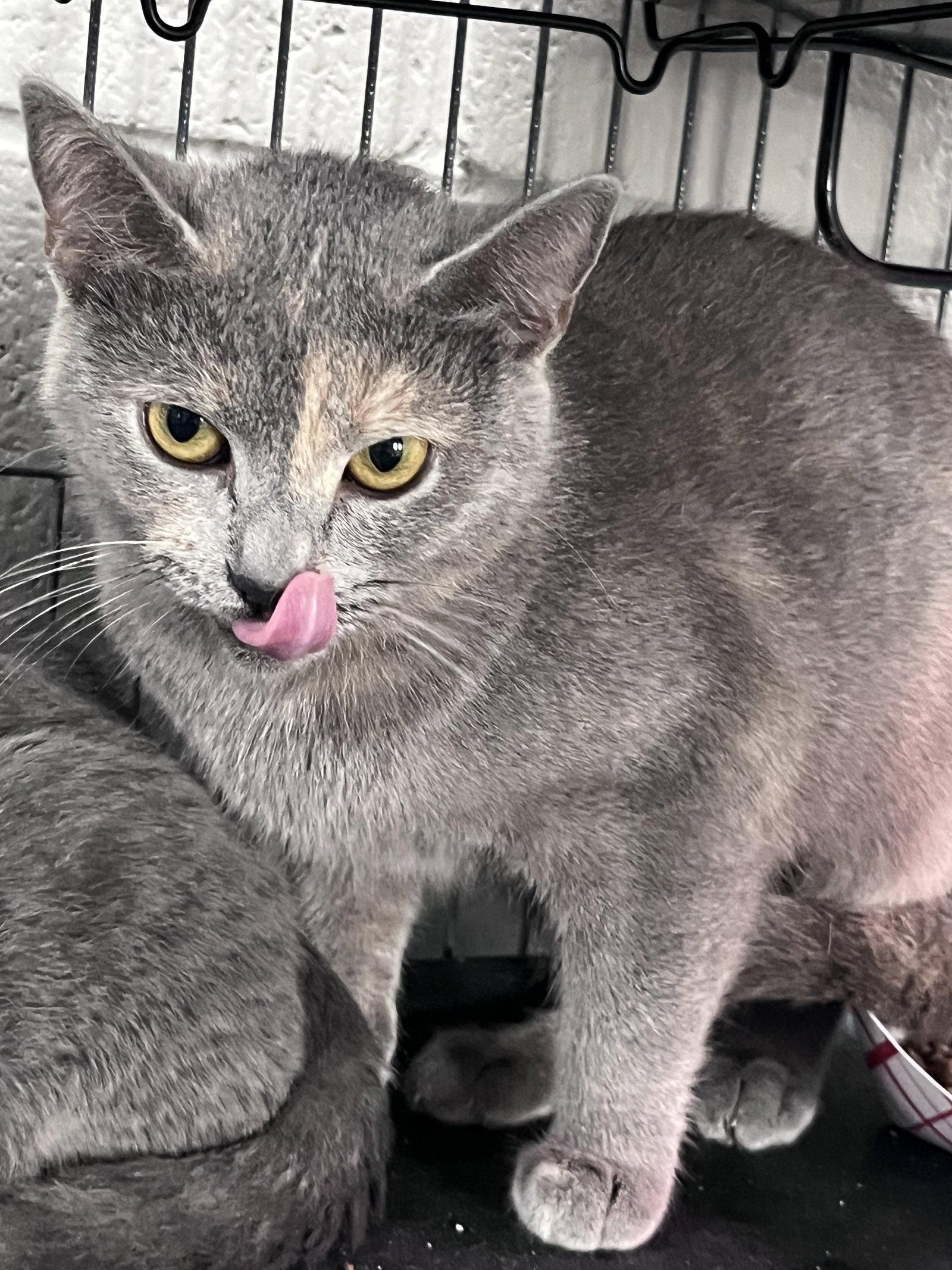 Enlarge Eloise, a Adoptable mixed breed in Carrollton, GA image 2/3