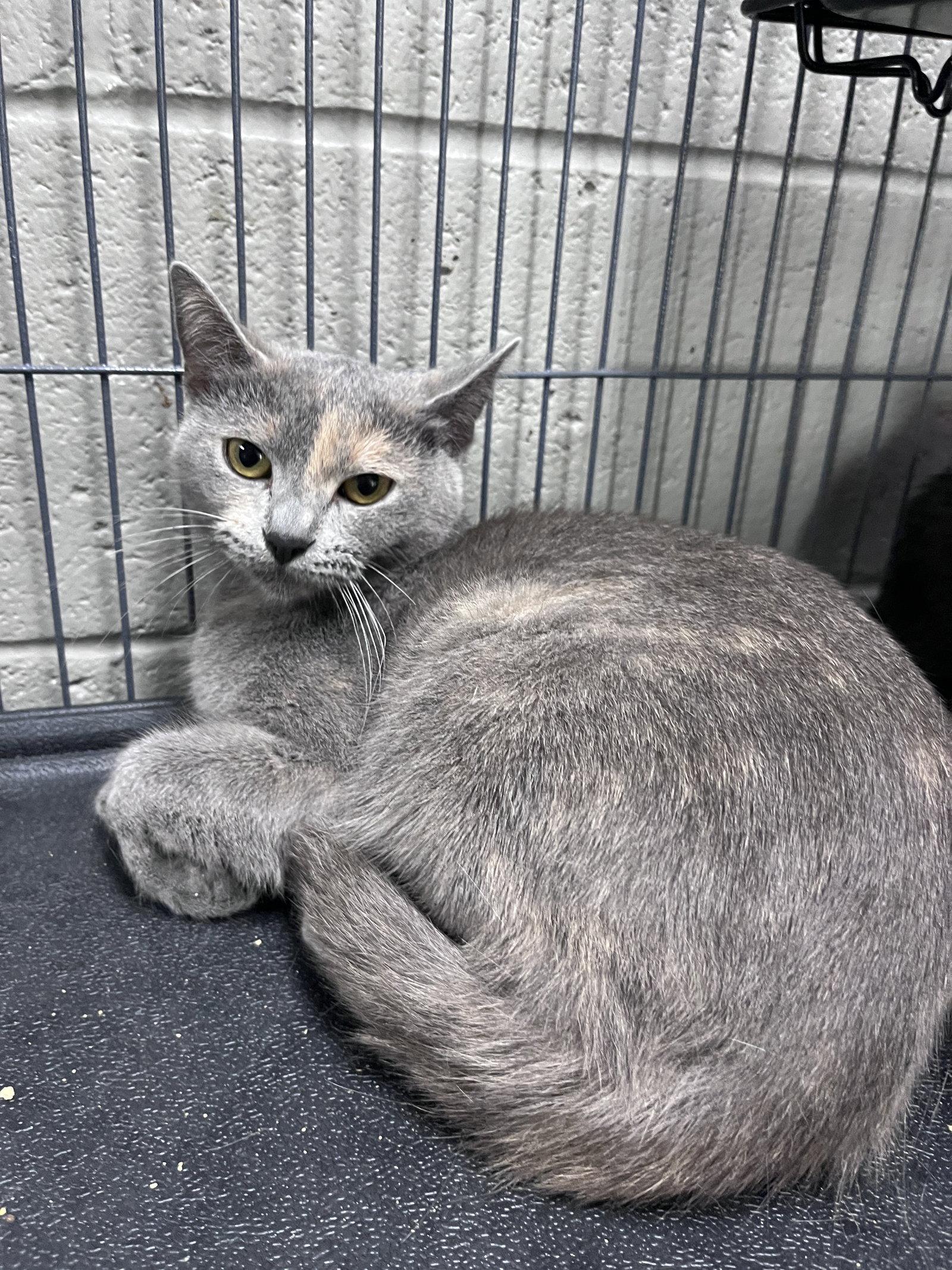 Enlarge Eloise, a Adoptable mixed breed in Carrollton, GA image 3/3
