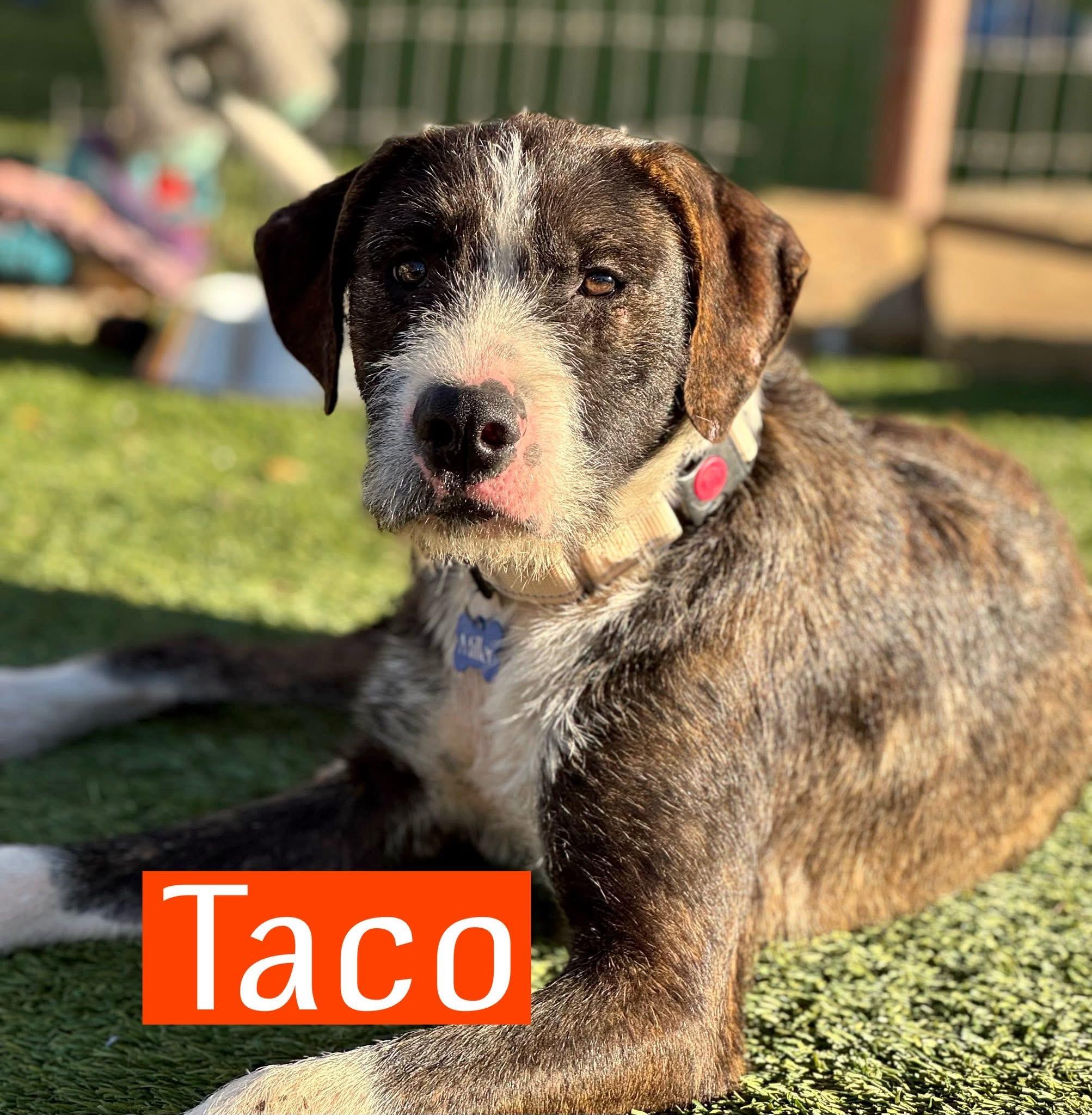 Taco