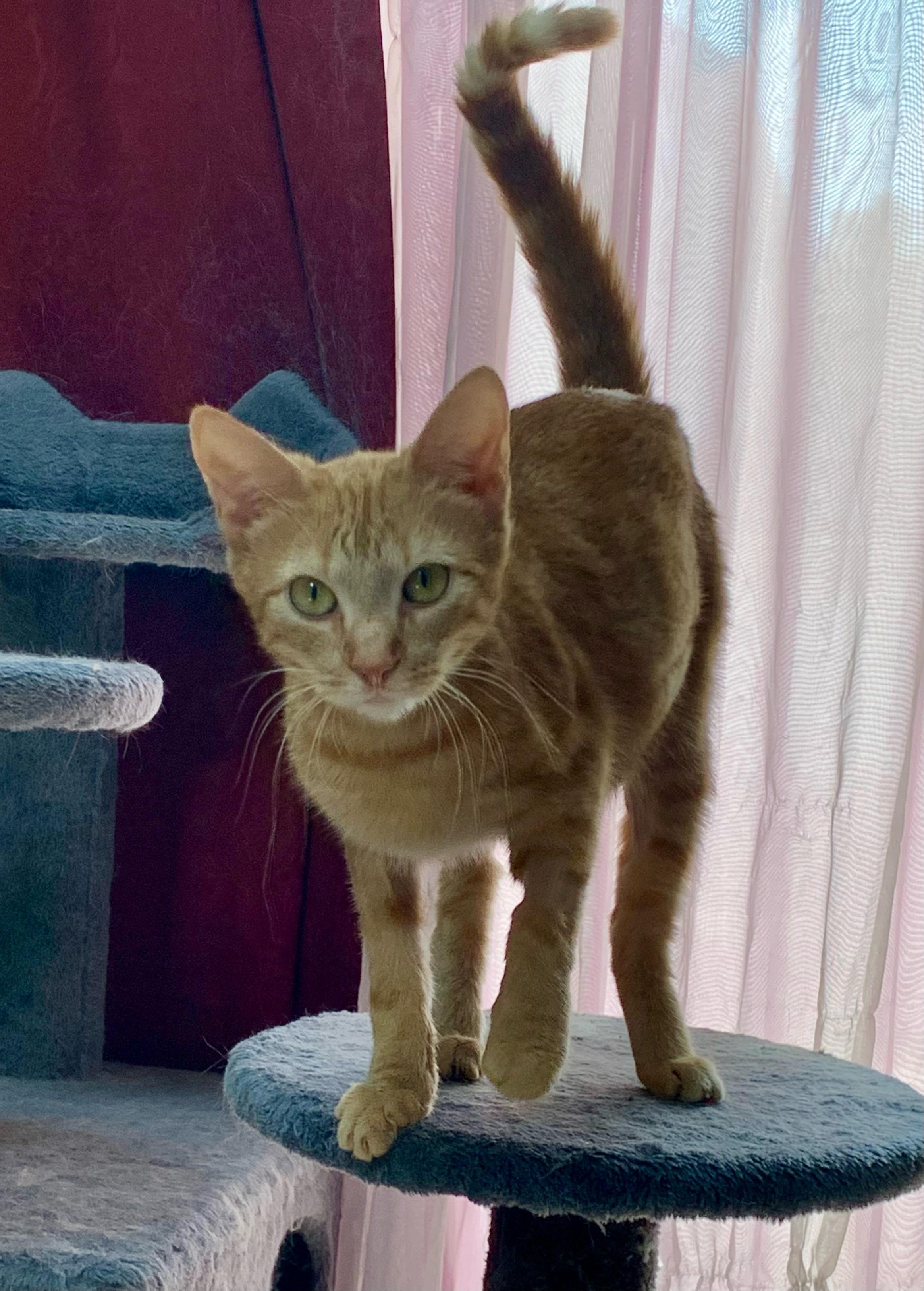 Marge, a Adoptable Domestic Short Hair in Bear, DE image 3/5