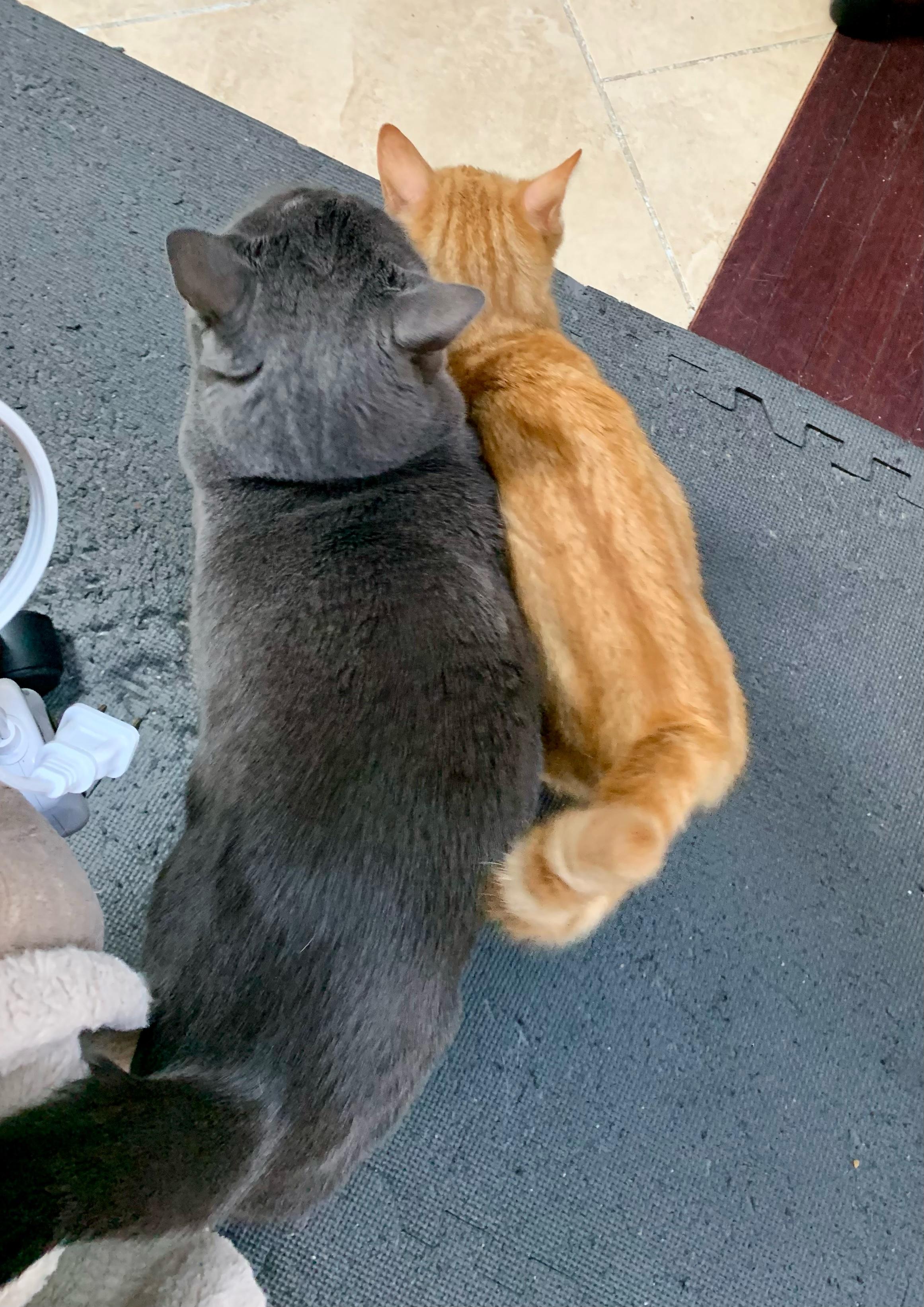 Marge, a Adoptable Domestic Short Hair in Bear, DE image 2/5