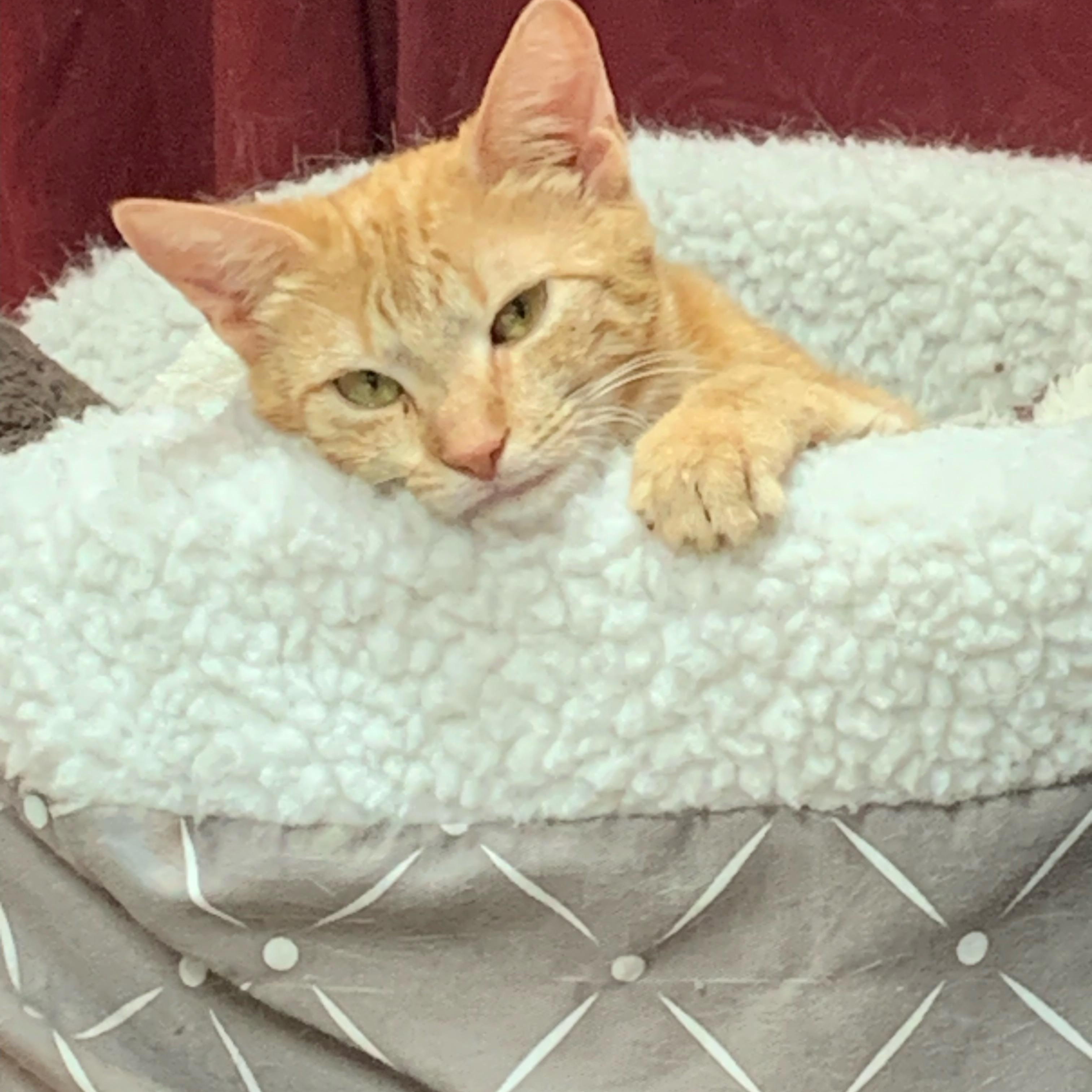 Marge, a Adoptable Domestic Short Hair in Bear, DE image 4/5