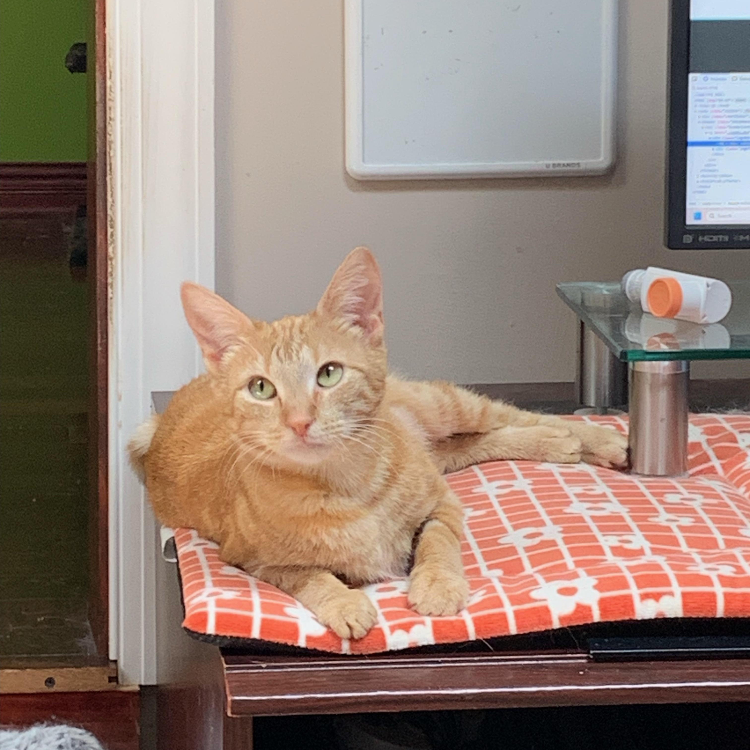 Marge, a Adoptable Domestic Short Hair in Bear, DE image 1/5