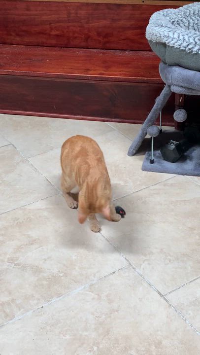 Enlarge Marge, a Adoptable Domestic Short Hair in Bear, DE video 5/5