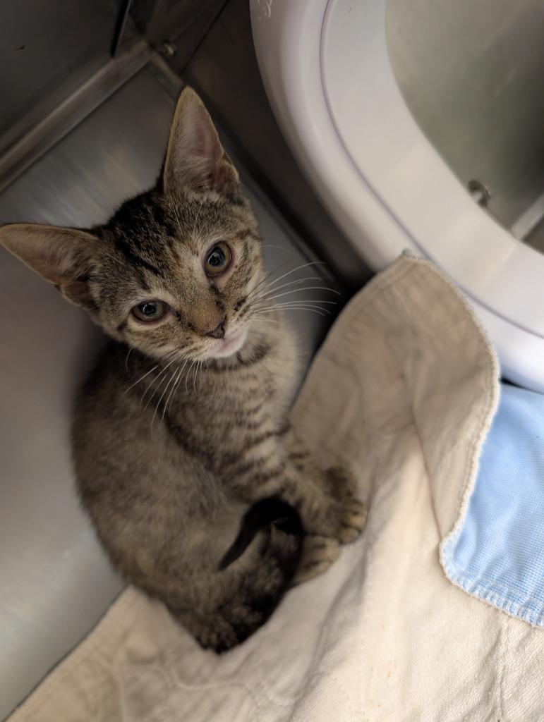 Gwaine, Adopted, Kitten Male Domestic Short Hair.