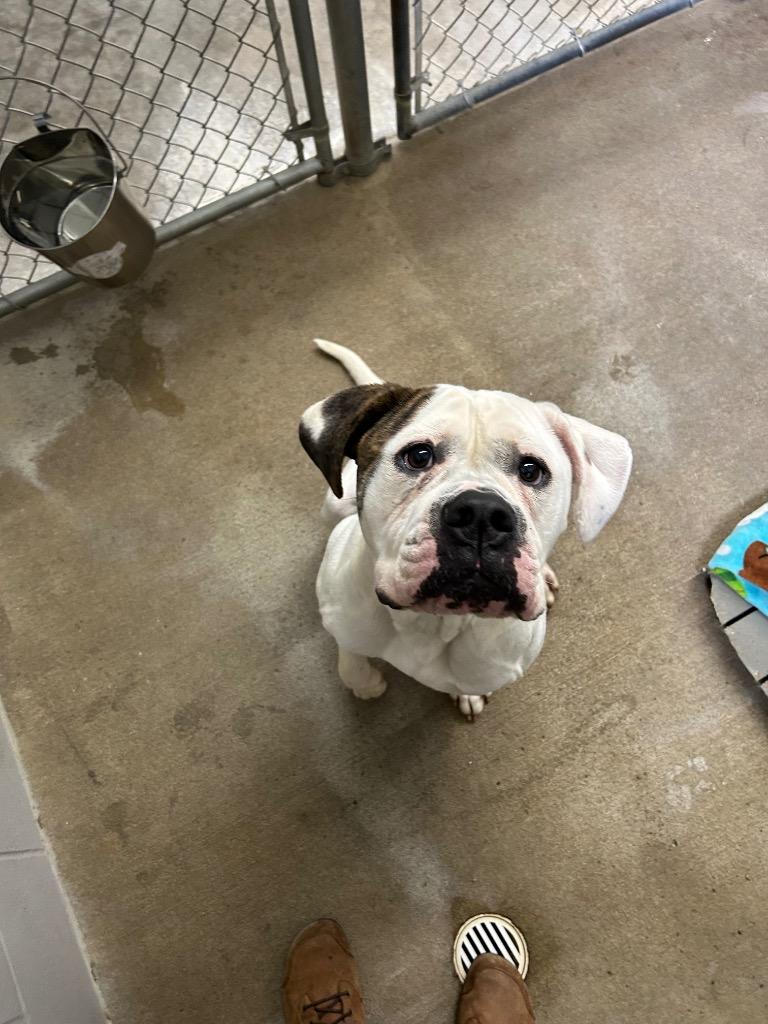 April, Adoptable, Young Female American Bulldog.