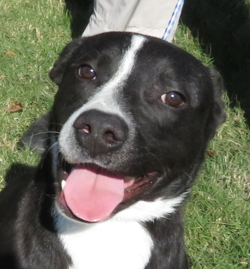 Jack, Adoptable, Young Male Labrador Retriever & Terrier.