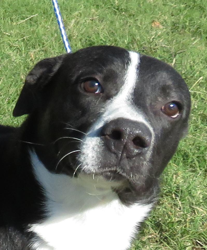 Jack, a Adoptable mixed breed in Nesbit, MS image 2/6
