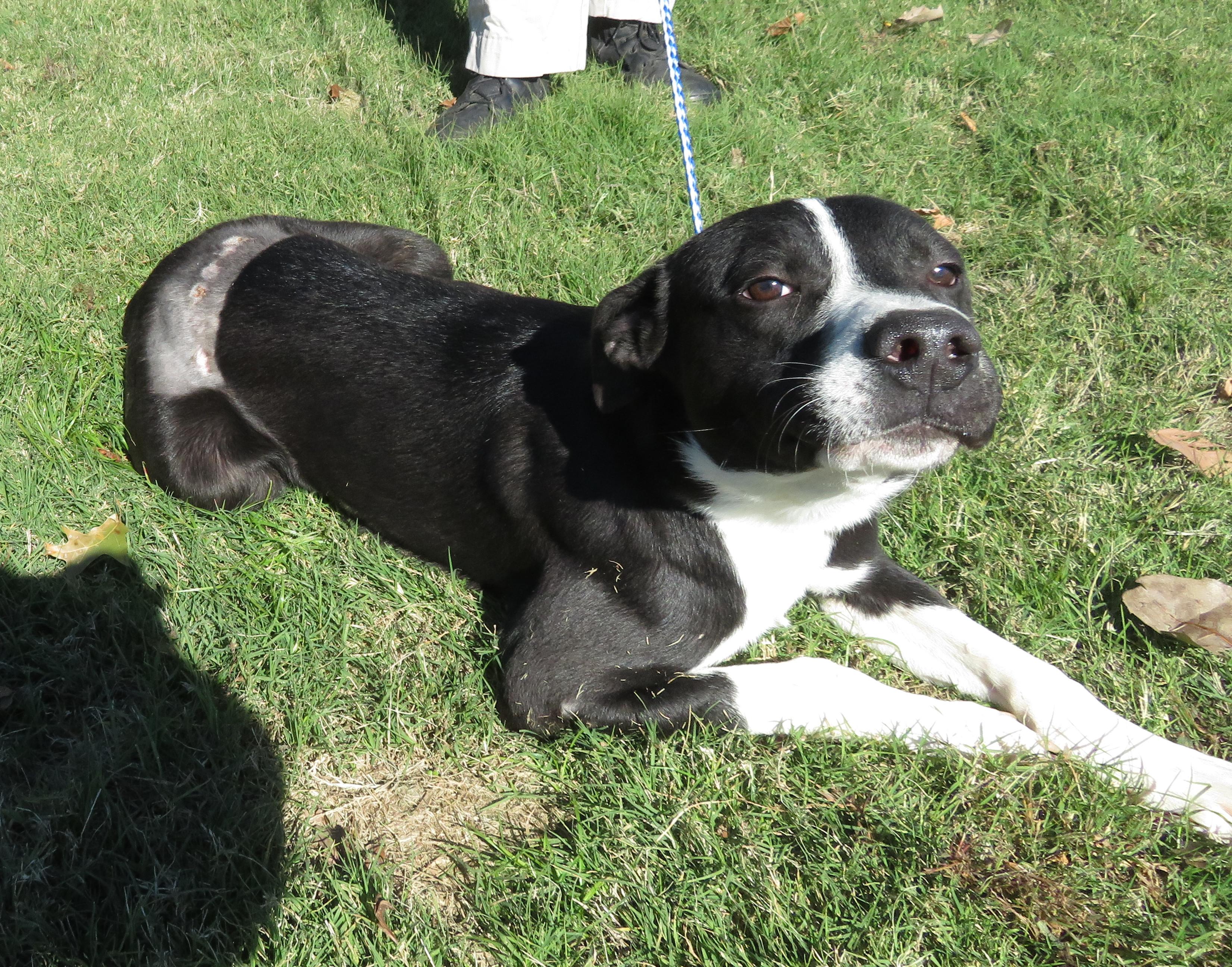 Jack, a Adoptable mixed breed in Nesbit, MS image 3/6