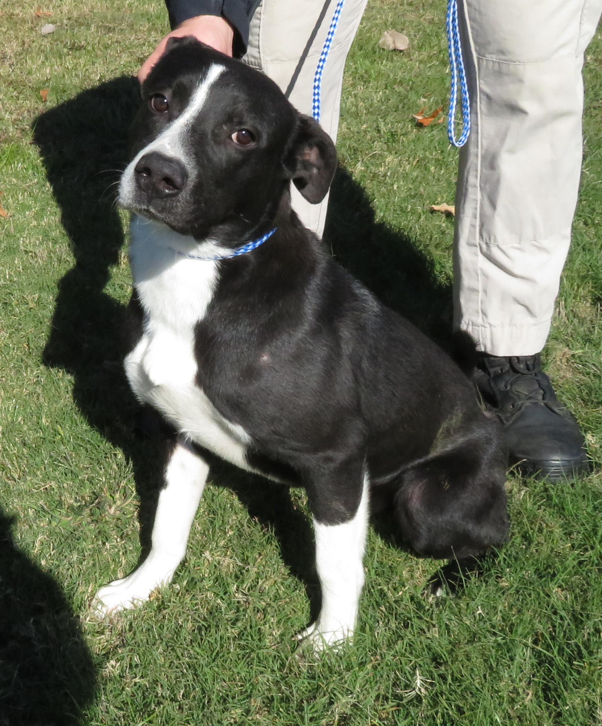 Jack, a Adoptable mixed breed in Nesbit, MS image 4/6