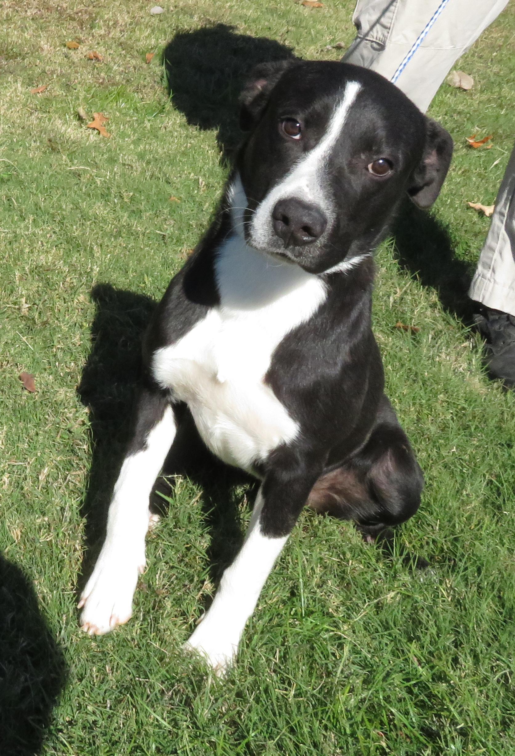 Jack, a Adoptable mixed breed in Nesbit, MS image 5/6