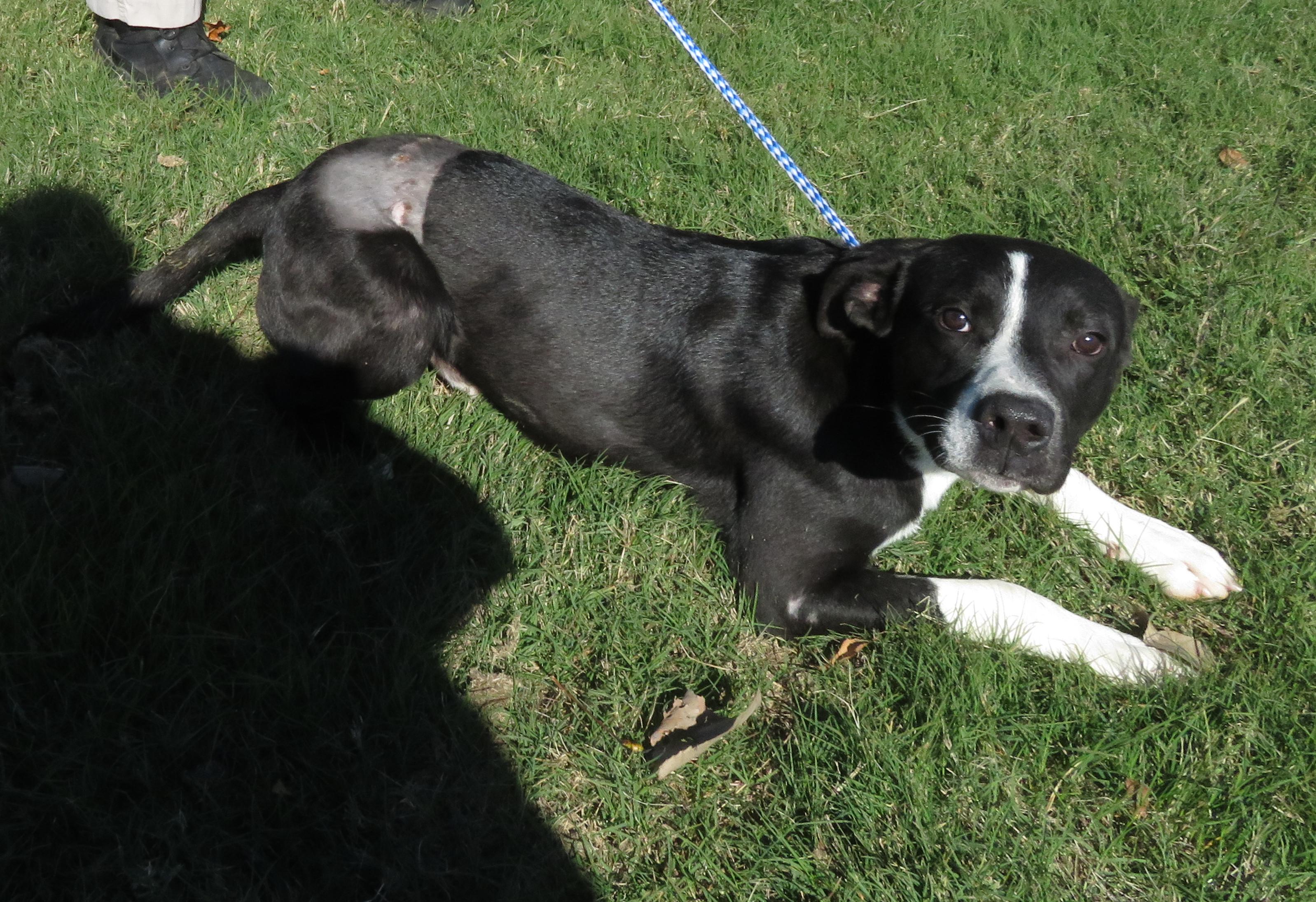 Jack, a Adoptable mixed breed in Nesbit, MS image 6/6