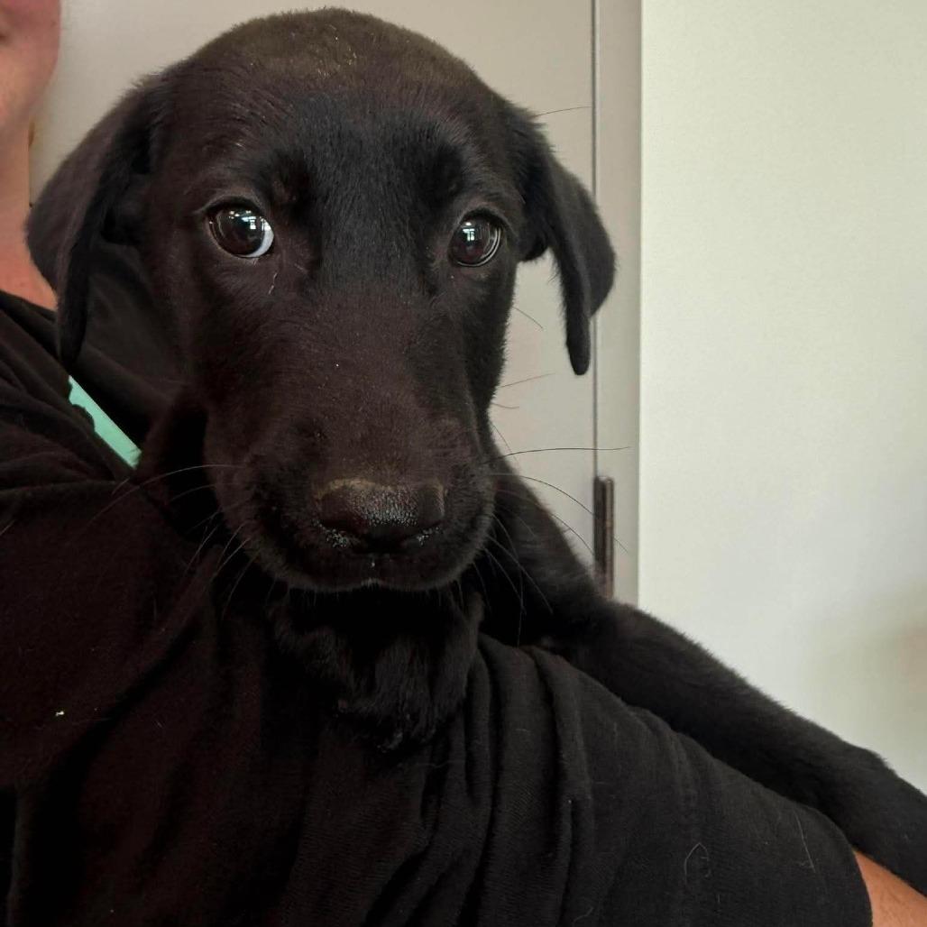 Charcoal, Adoptable, Puppy Male Mixed Breed.