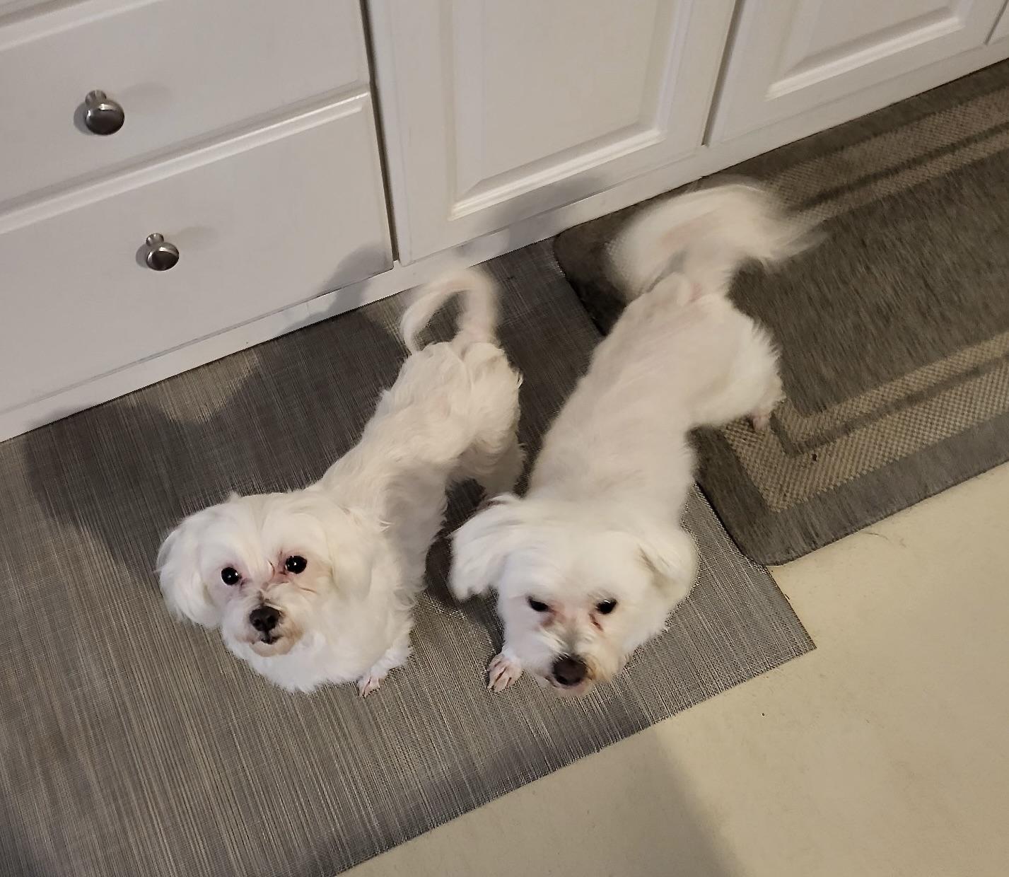 Pearl (Must be adopted with LIndy), a Adoptable Maltese in Fort Bragg, CA image 5/6