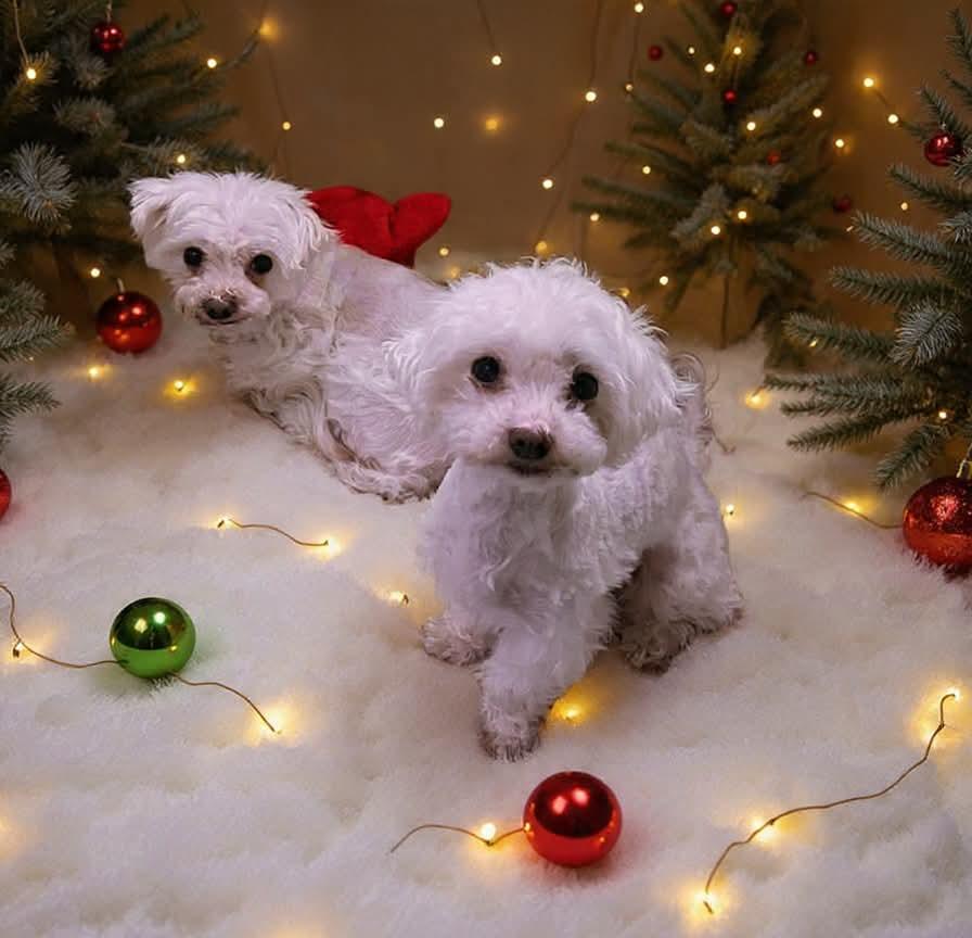 Pearl (Must be adopted with LIndy), a Adoptable Maltese in Fort Bragg, CA image 2/6